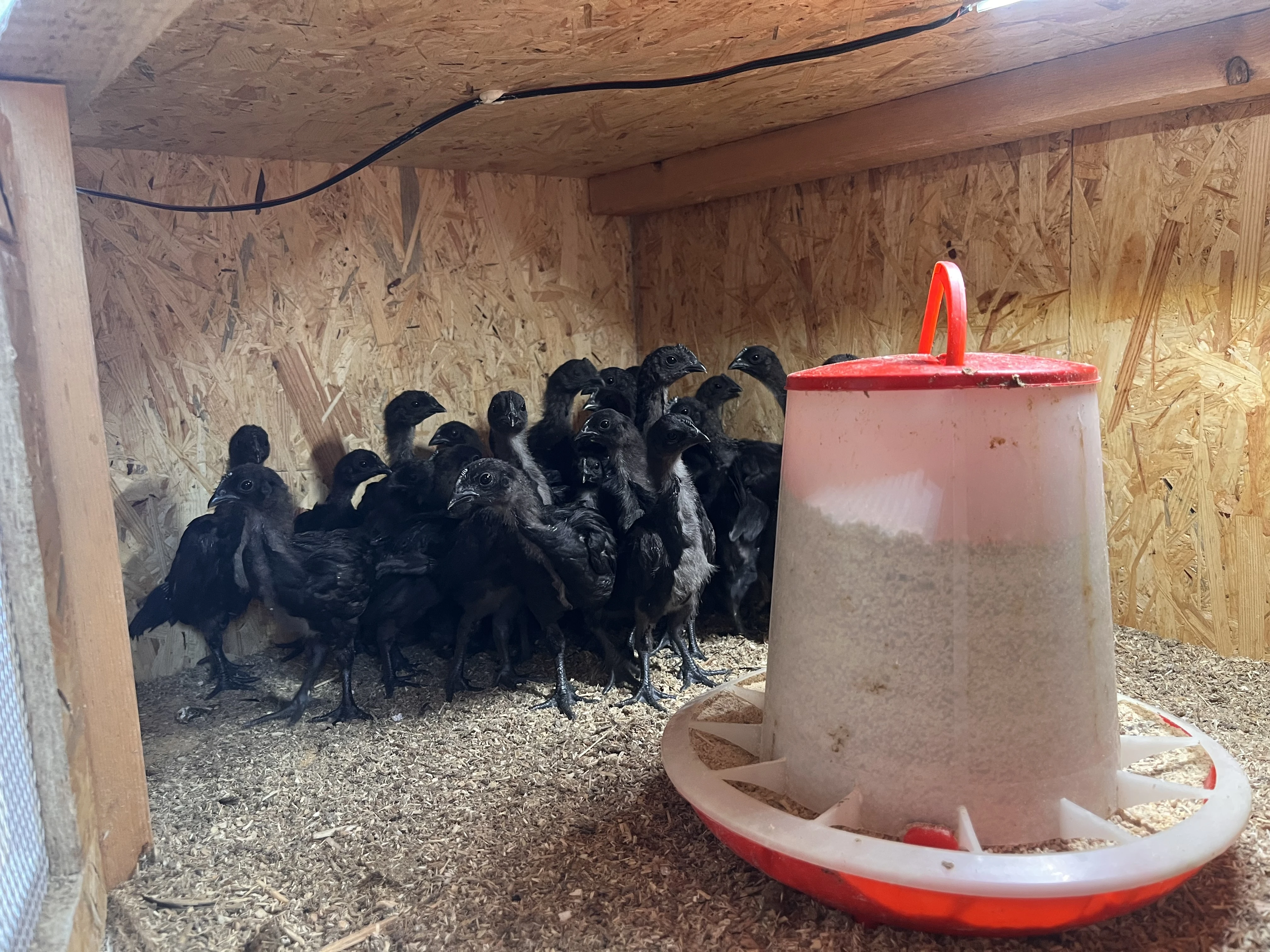 Ayam cemani kuřátka