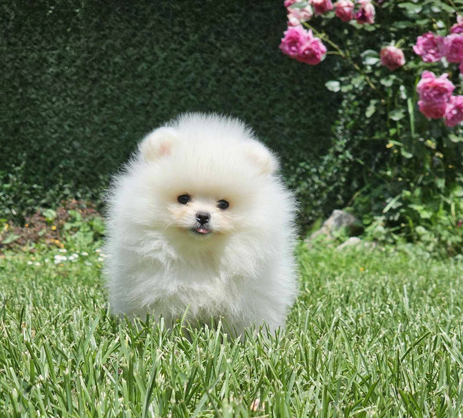 Pomeranian BOO medvídci, Štěňata Pomeranian Spitz