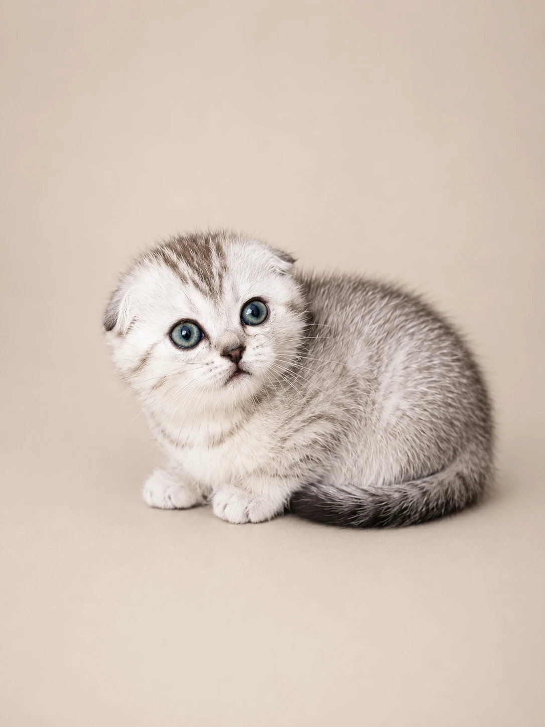 Skotska klapoucha kocka, scottish fold straight s PP
