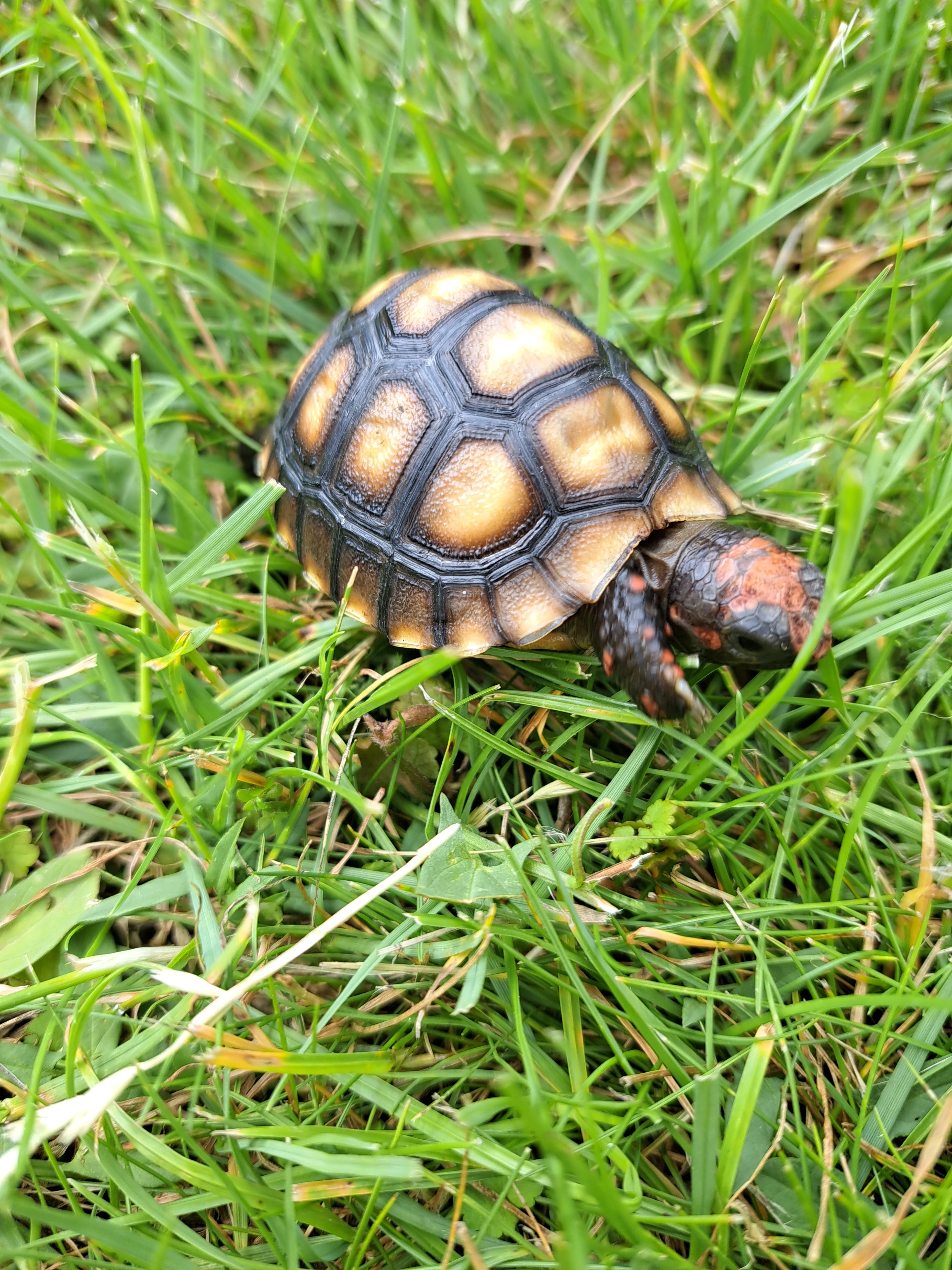 Želva uhlířská (Chelonoidis carbonaria)