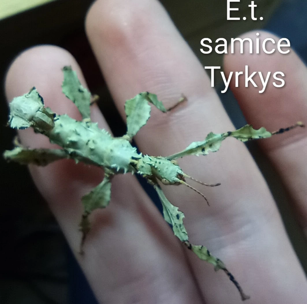 Prodám běžné druhy strašilek s mnoha barevnými variantami