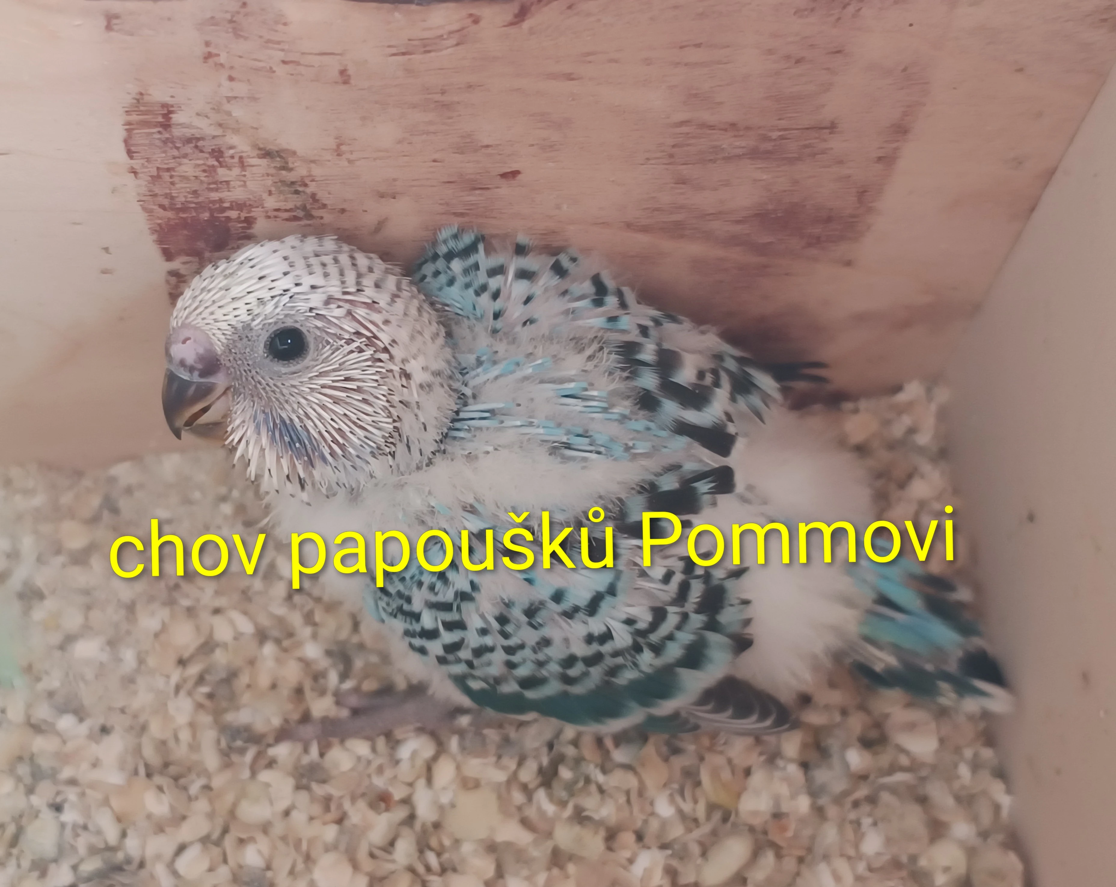 Andulka - na ochočení i do chovu