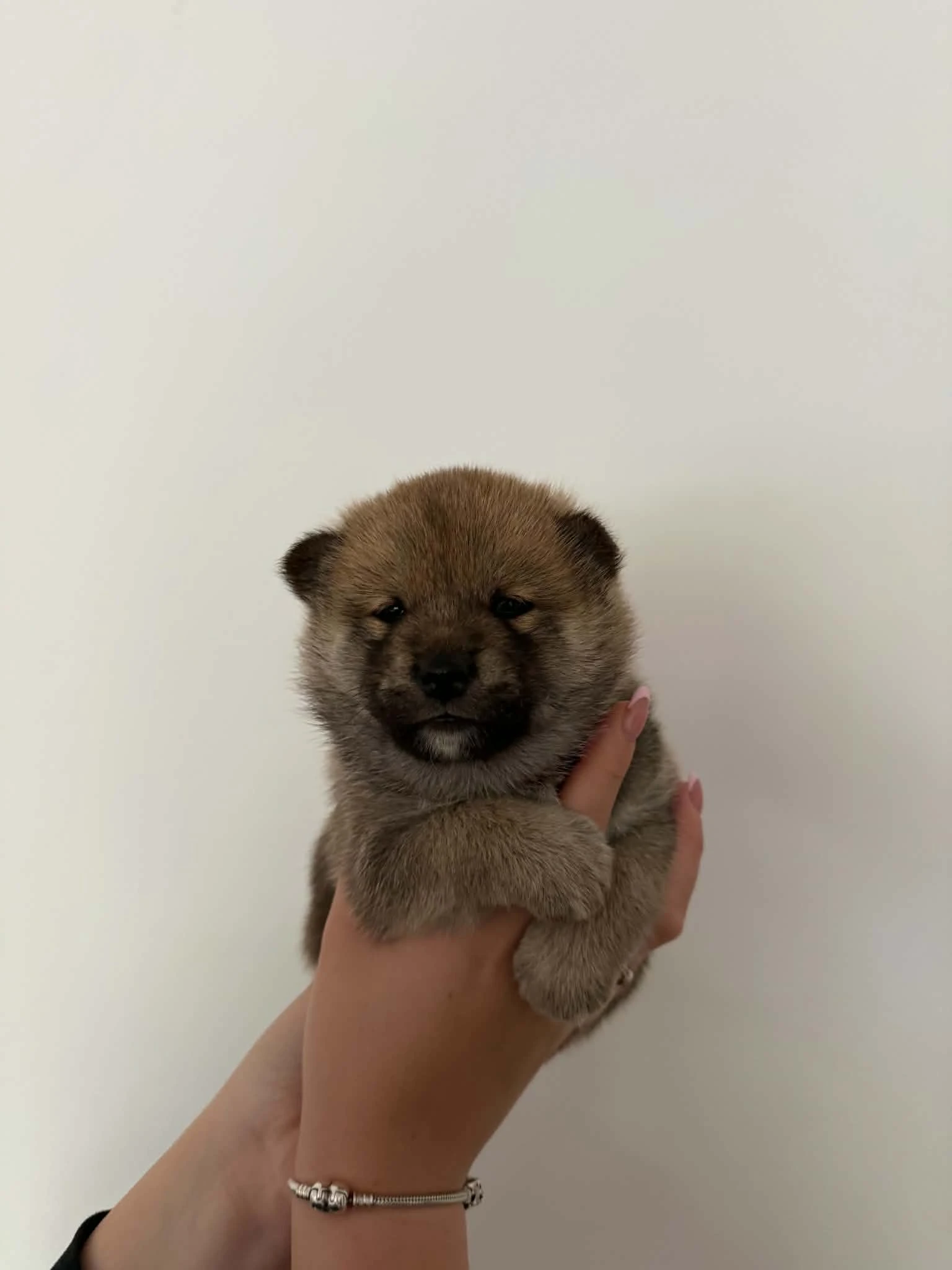 Fenečky Shiba