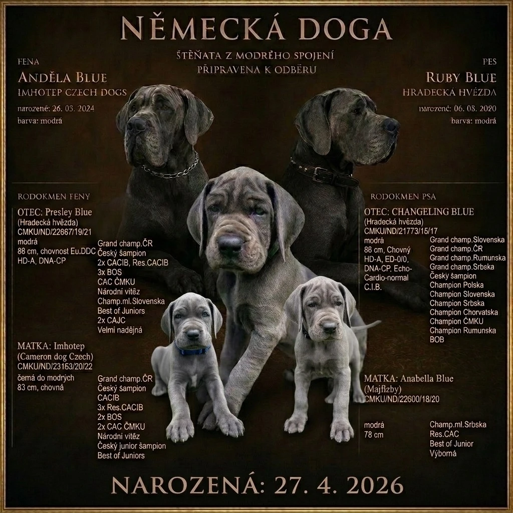 Německá doga modrá