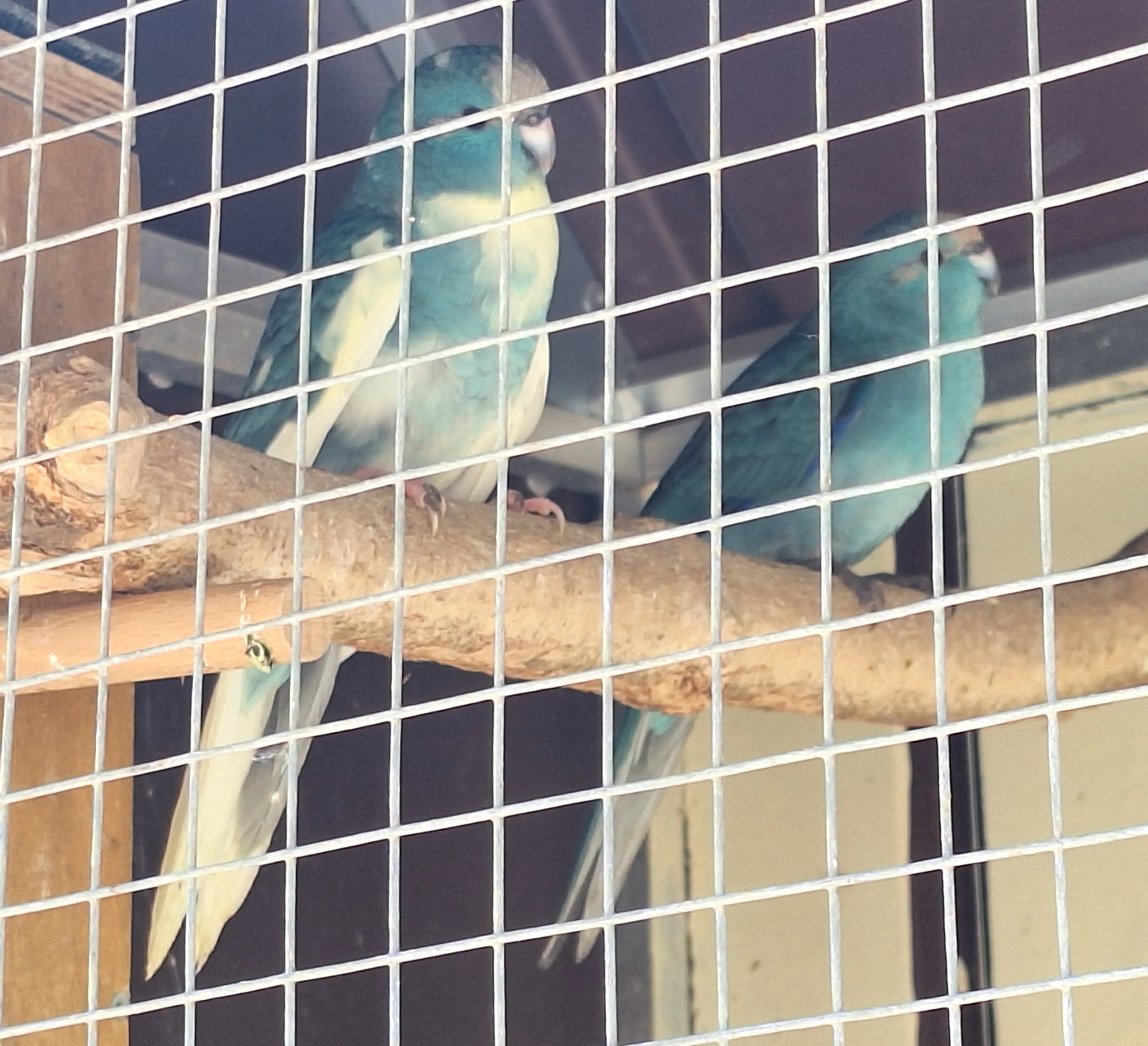 Kakariki