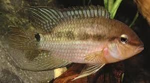 Krobia itanyi