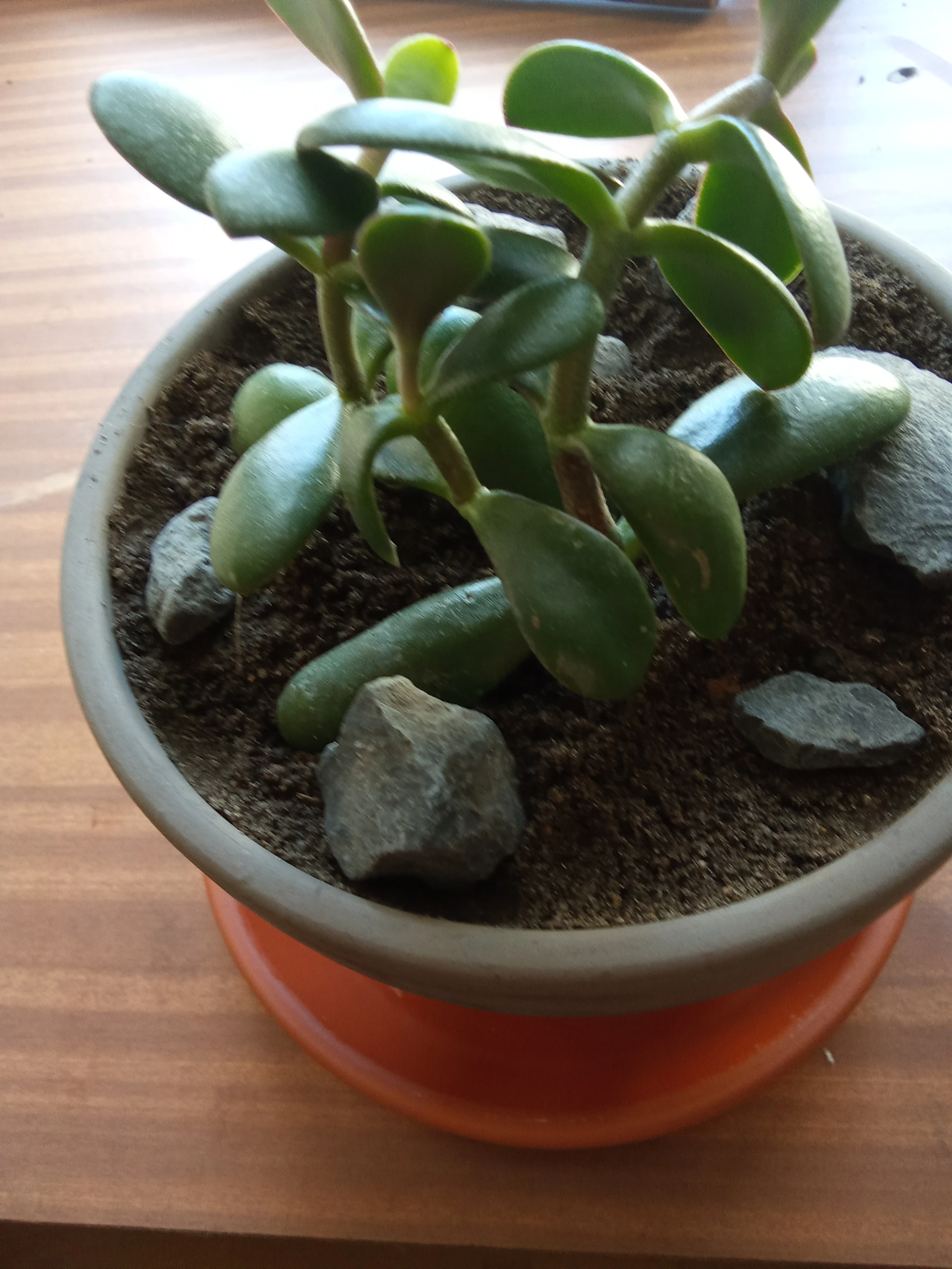 Crassula ovata - Strom pěněz / Tlustice