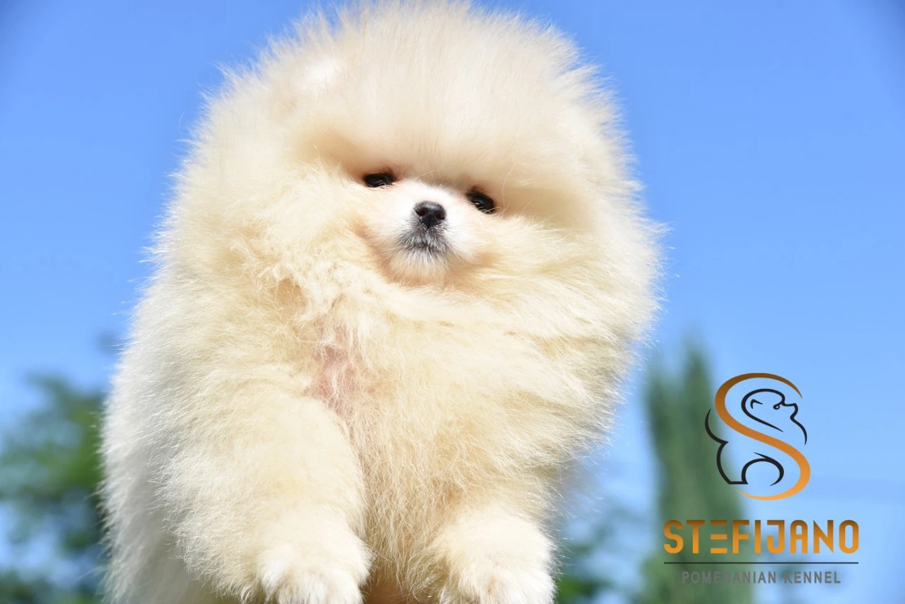Pomeranian BOO medvídci, Štěňata Pomeranian Spitz
