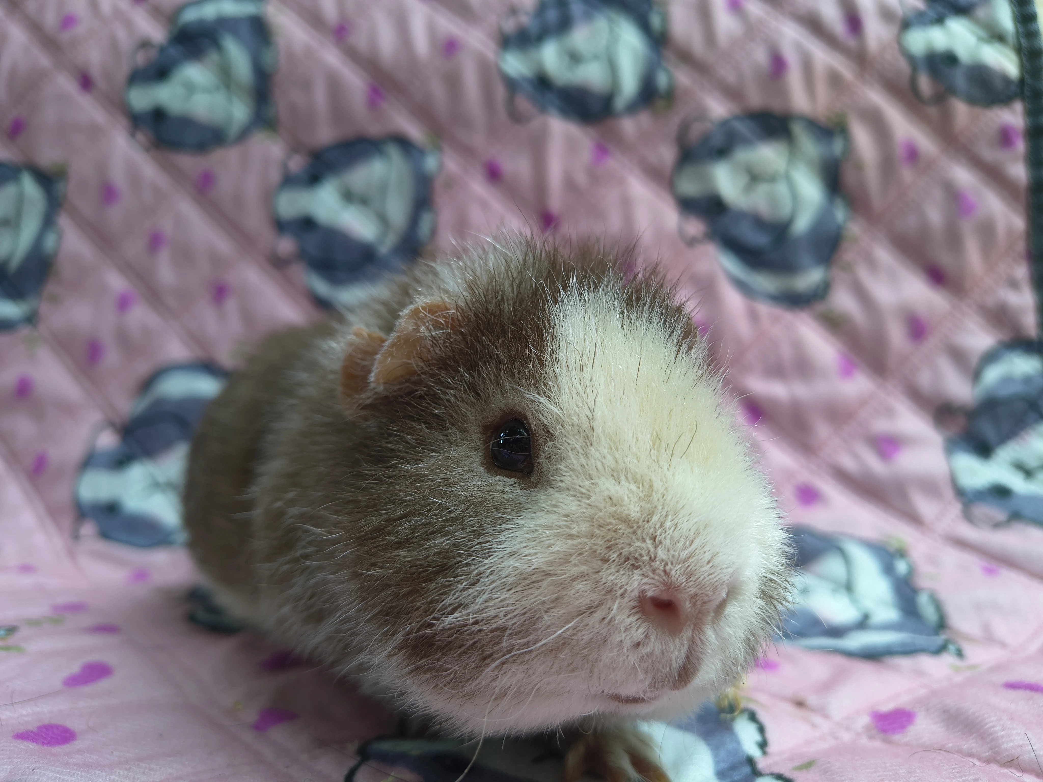 Krásní samci morčat US Teddy a hladké