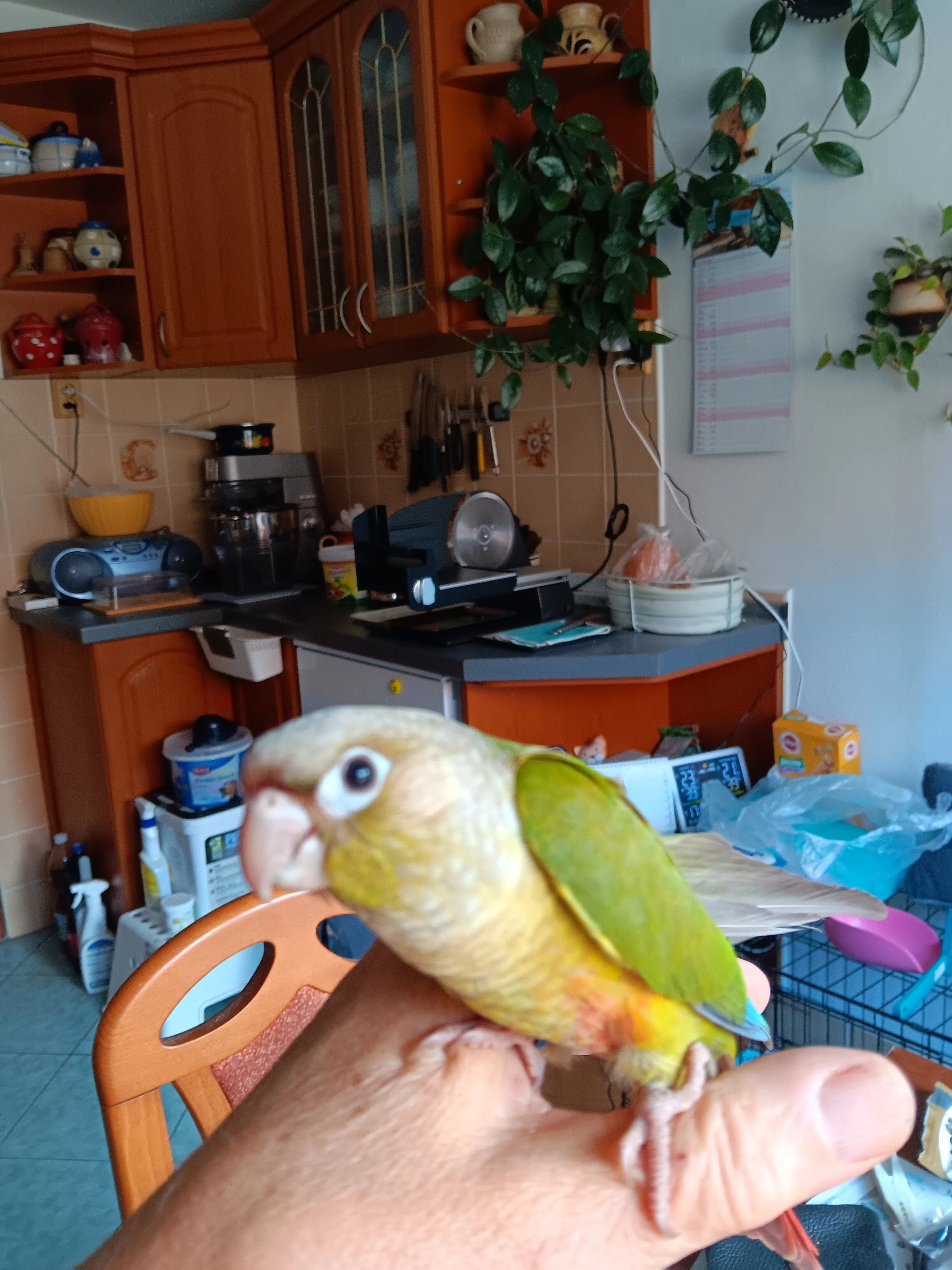 Pyrura zelenolící