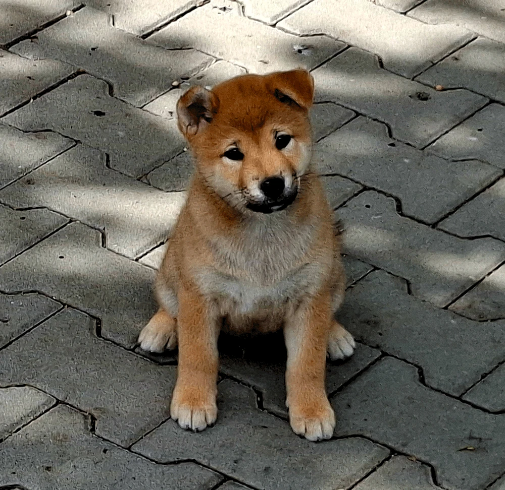 Shiba Inu s PP FCI z chovatelské stanice pibaro