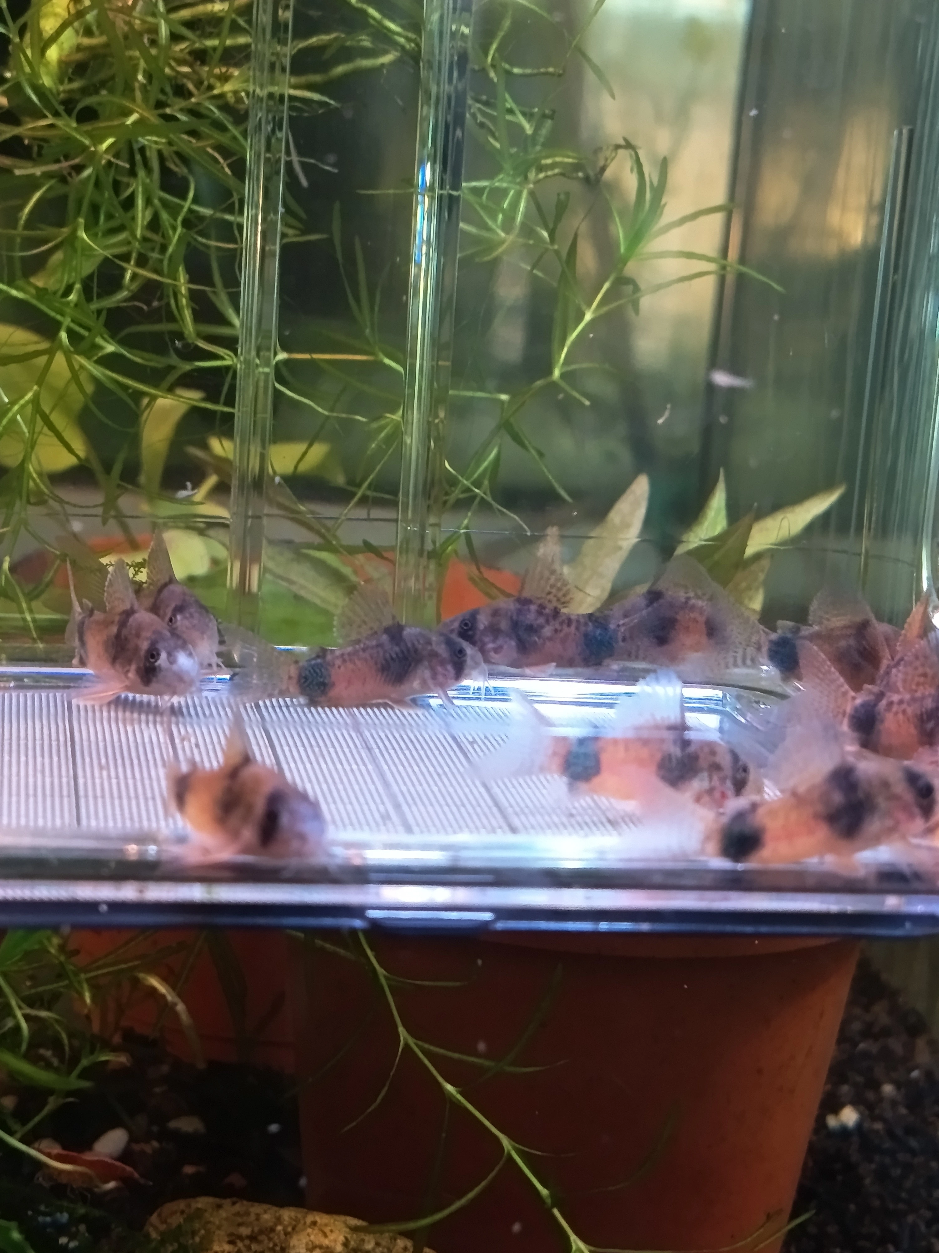 Corydoras