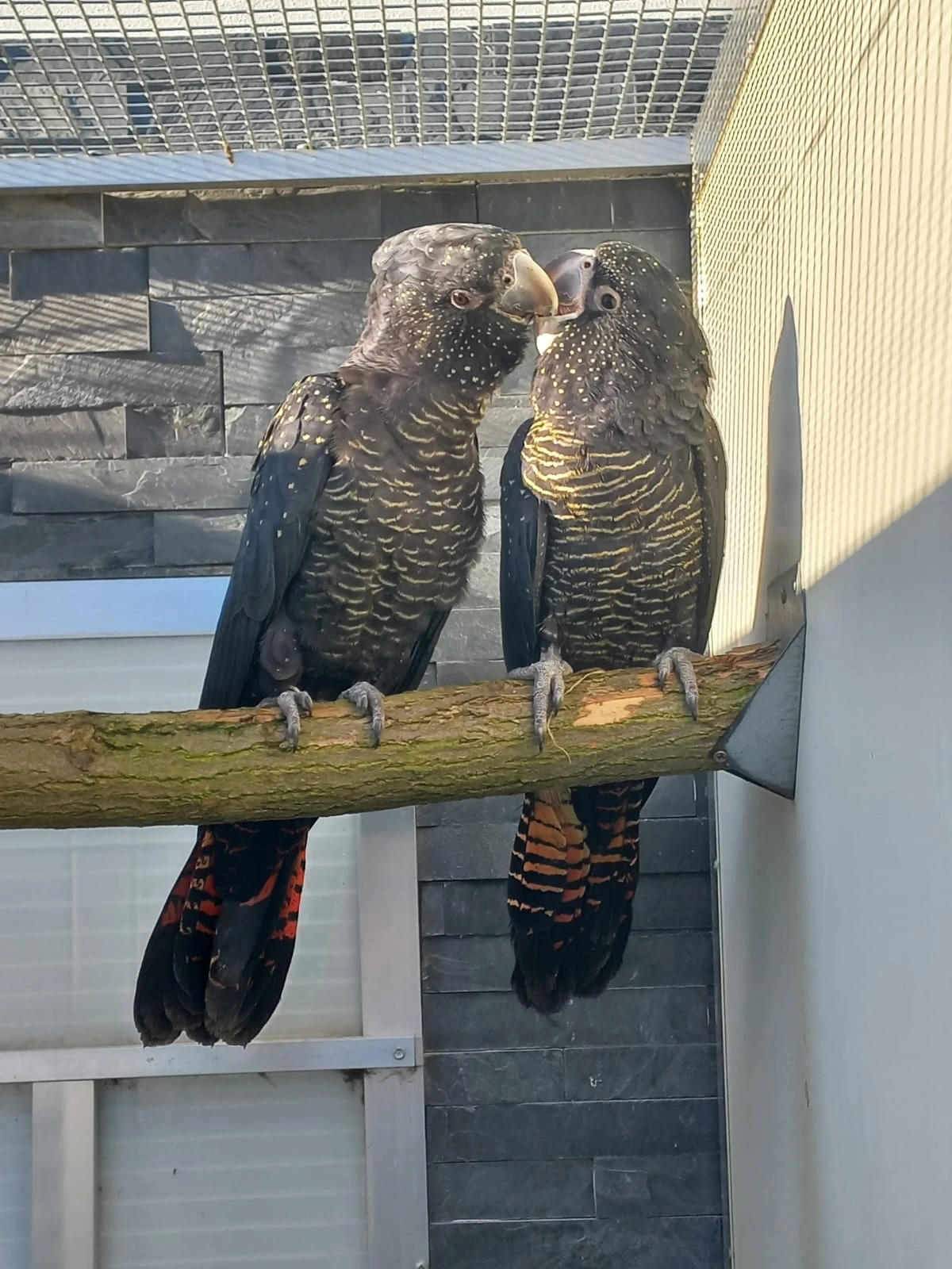 Kakadu havraní Calyptorhynchus banksii samueli