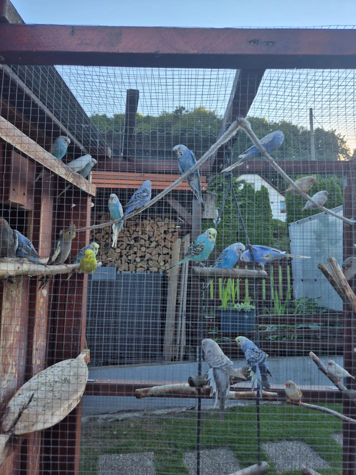 Andulka vlnkovaná