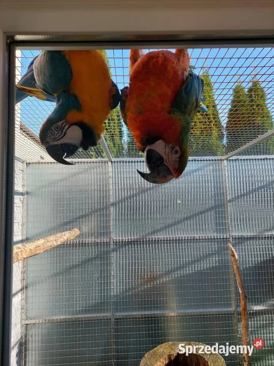Ara Ararauna x Ara Harlequin par 2018