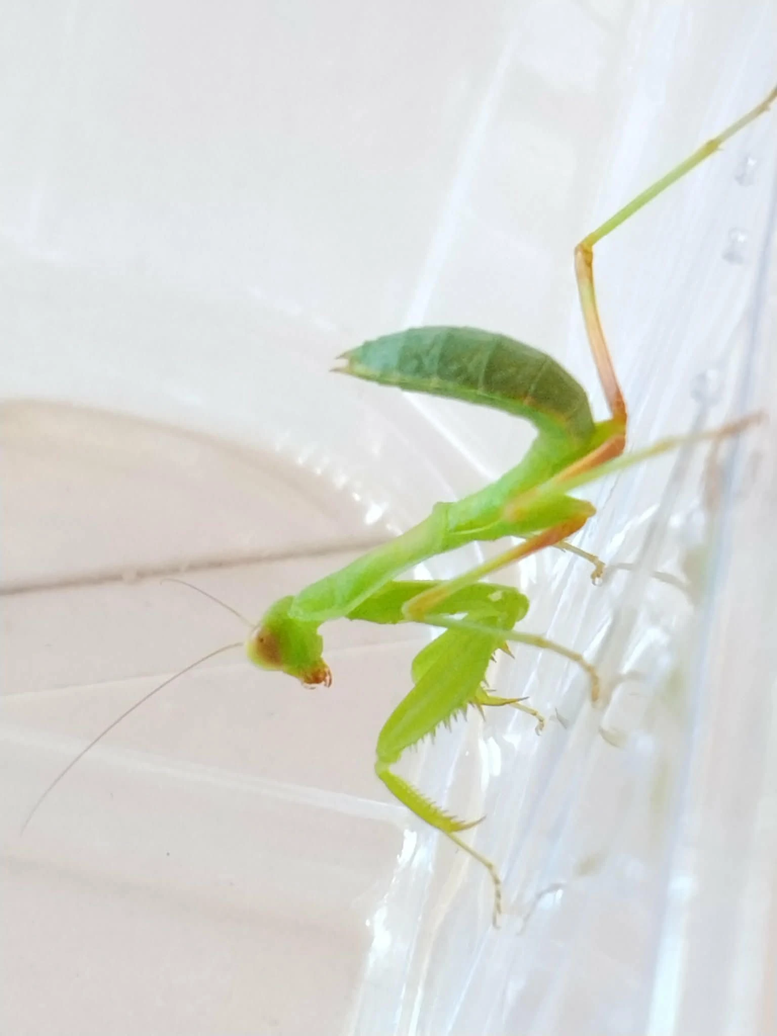 Hierodula transcaucasica