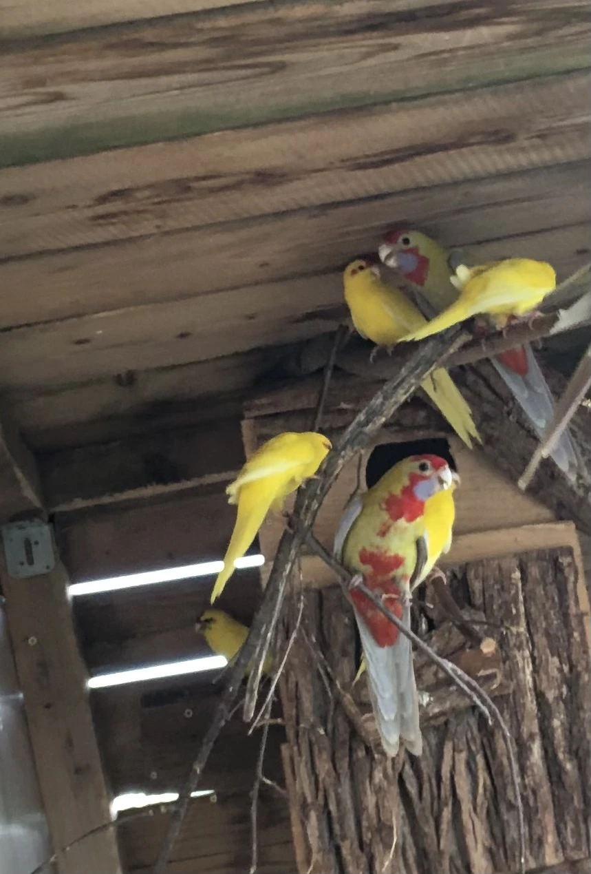 Kakariki