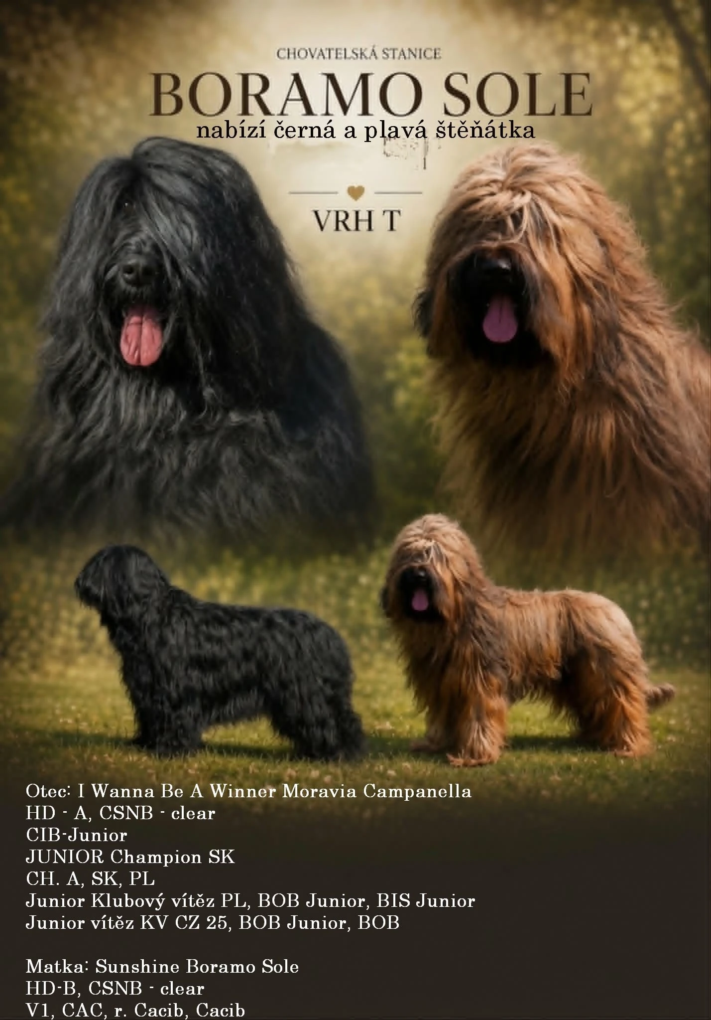 Briard s PP FCI