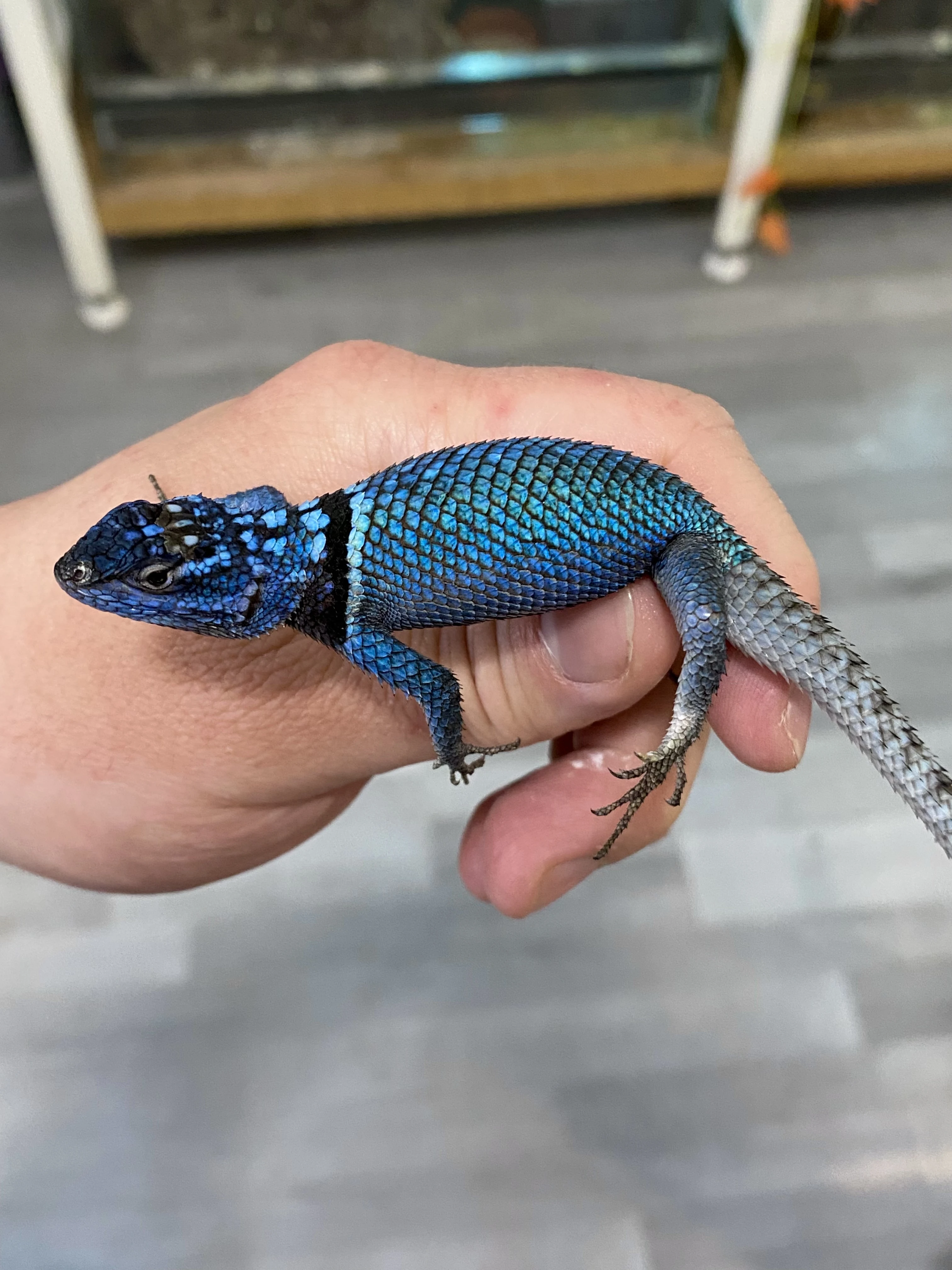 Sceloporus Minor
