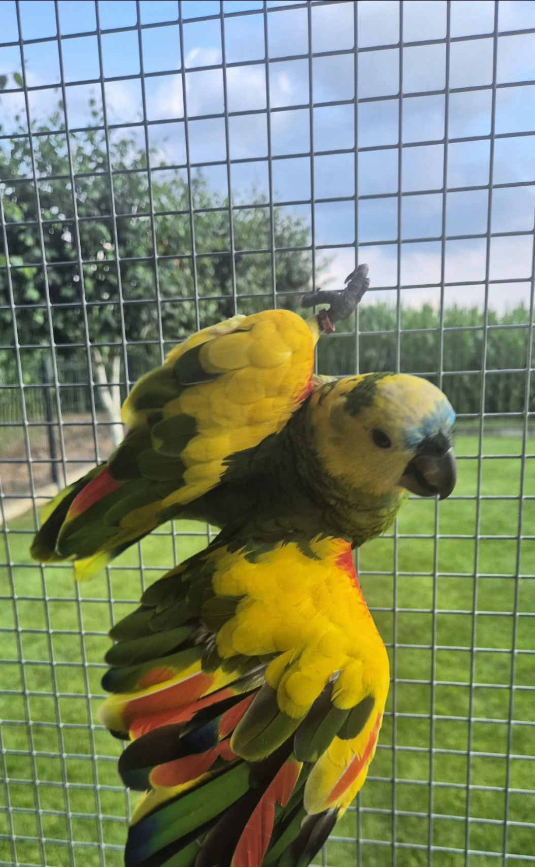 Amazona aestiva xanthopteryx