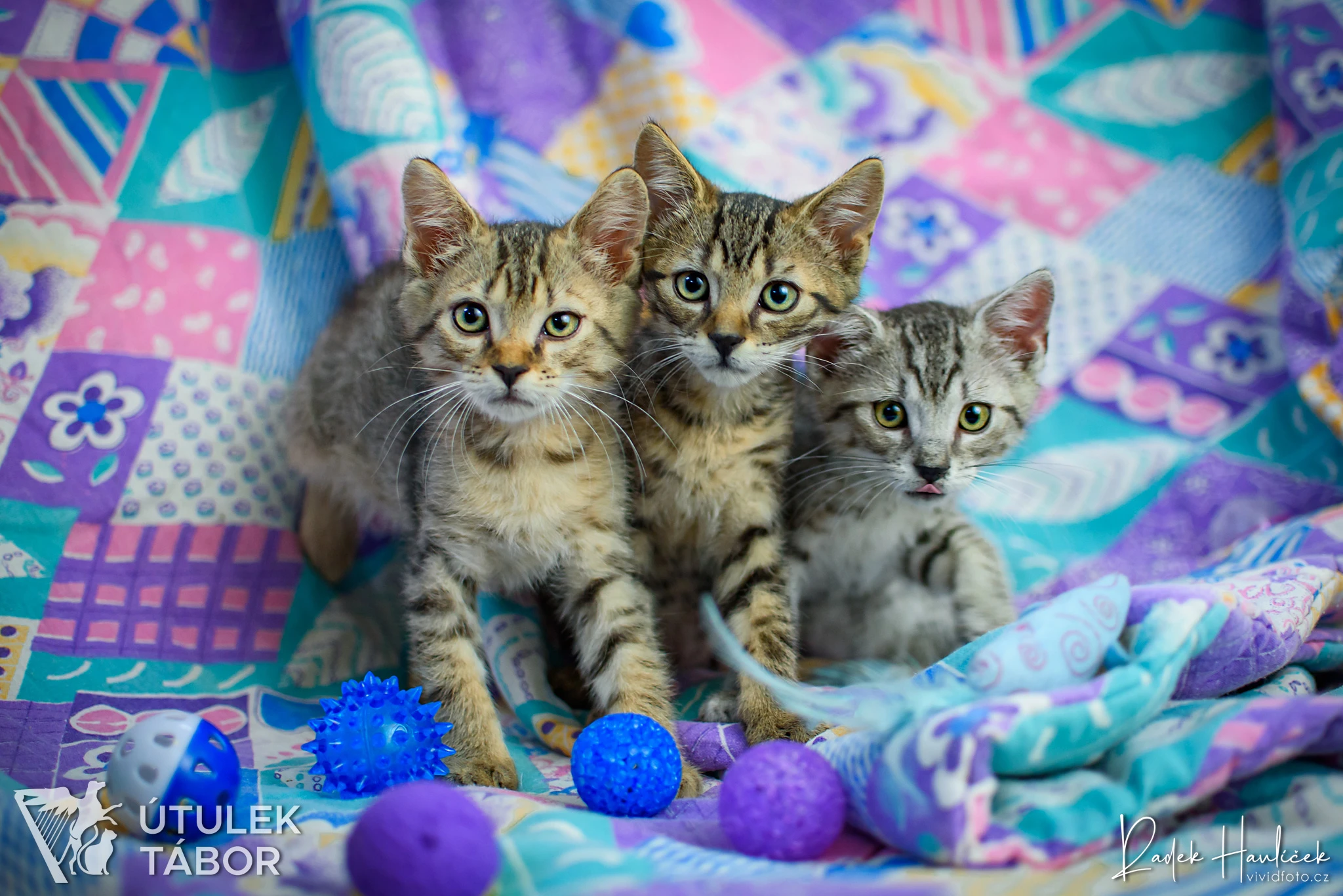 Megumi, Asher a Benedetto k adopci