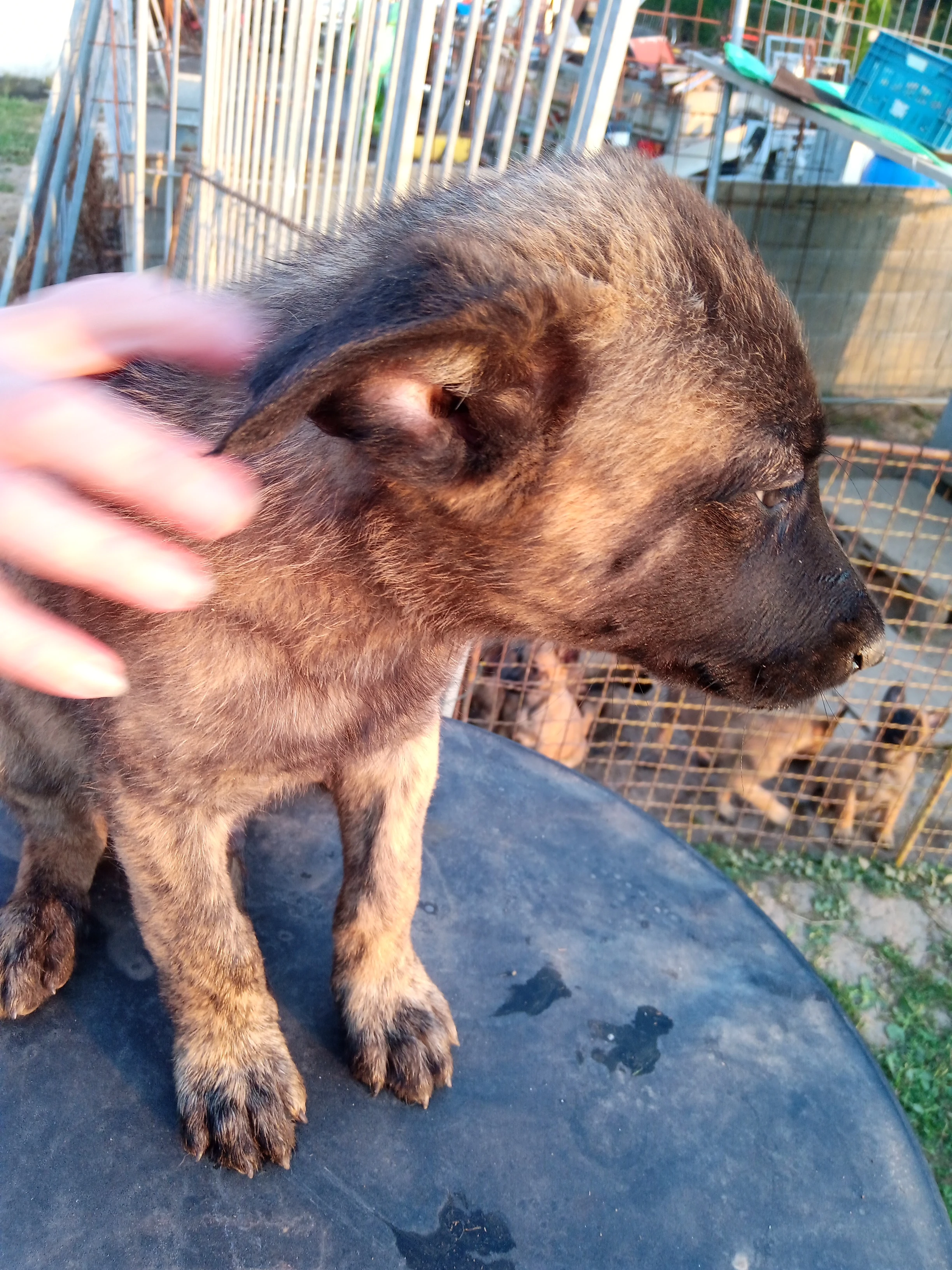 Belgický ovčák malinois - holandský ovčák