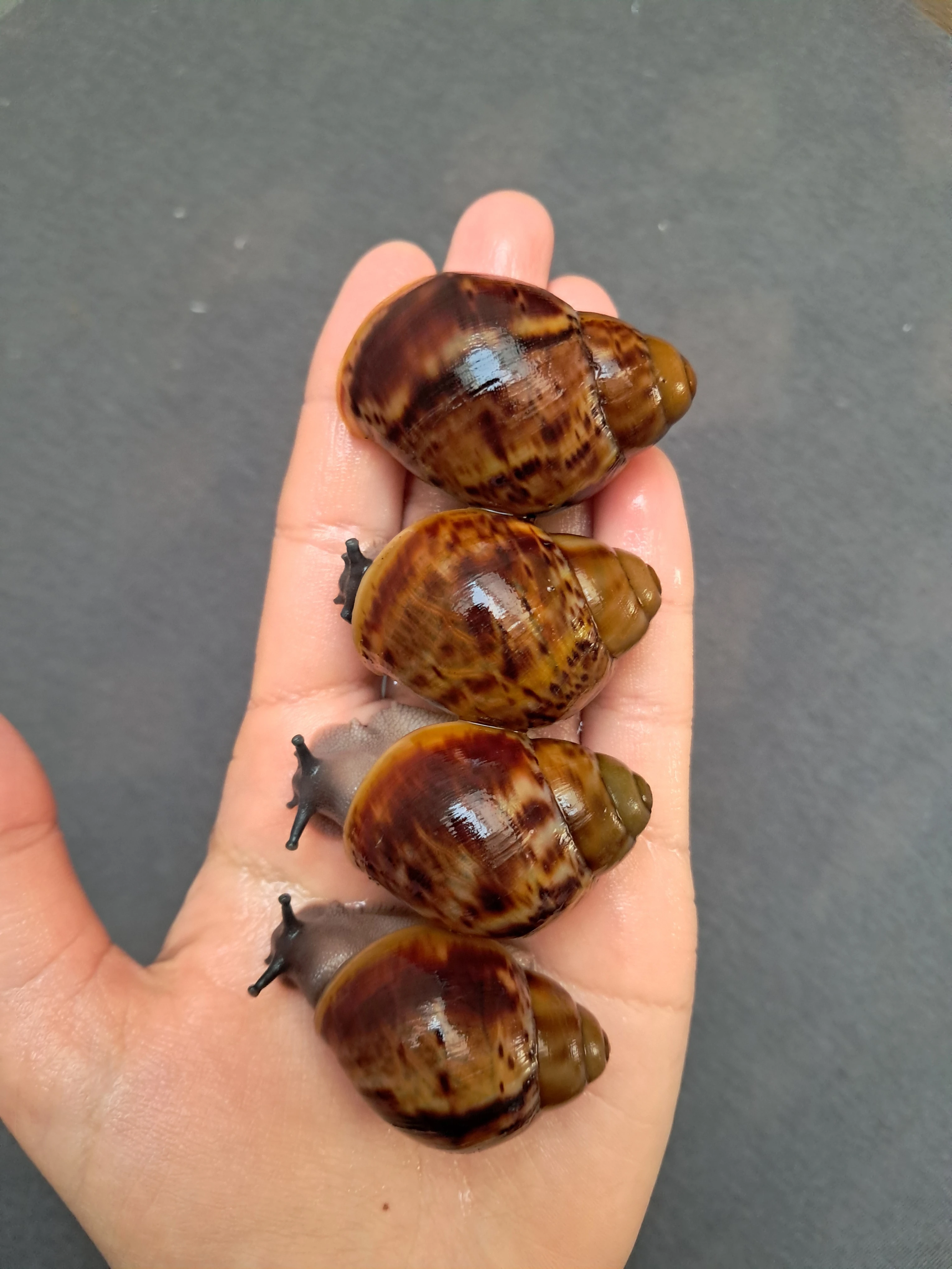 Archachatina marginata ovum XXL - africký šnek