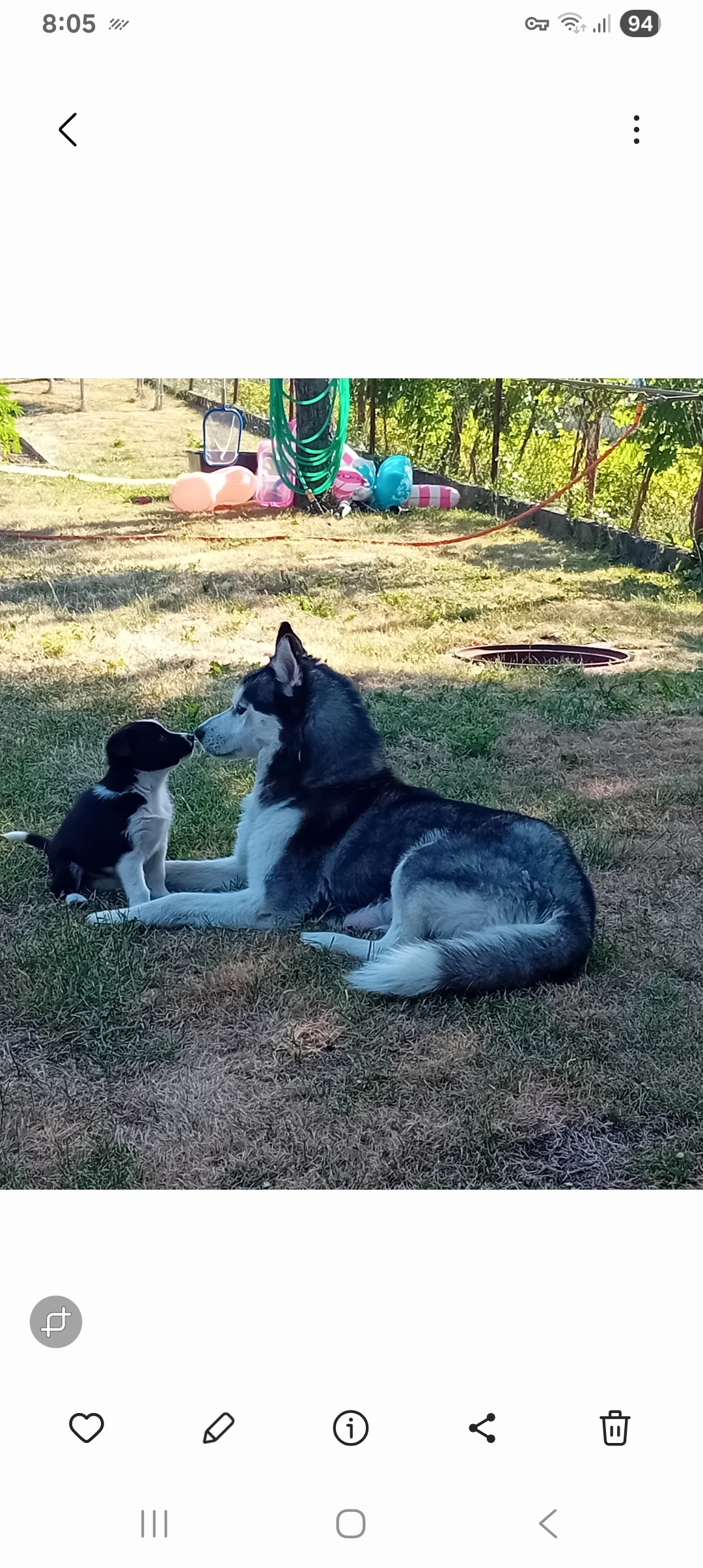 Husky s PP a borderkolue bez PP
