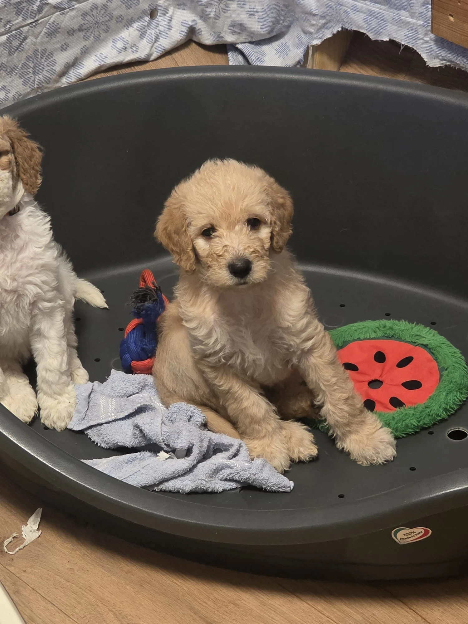 Labradoodle F3b