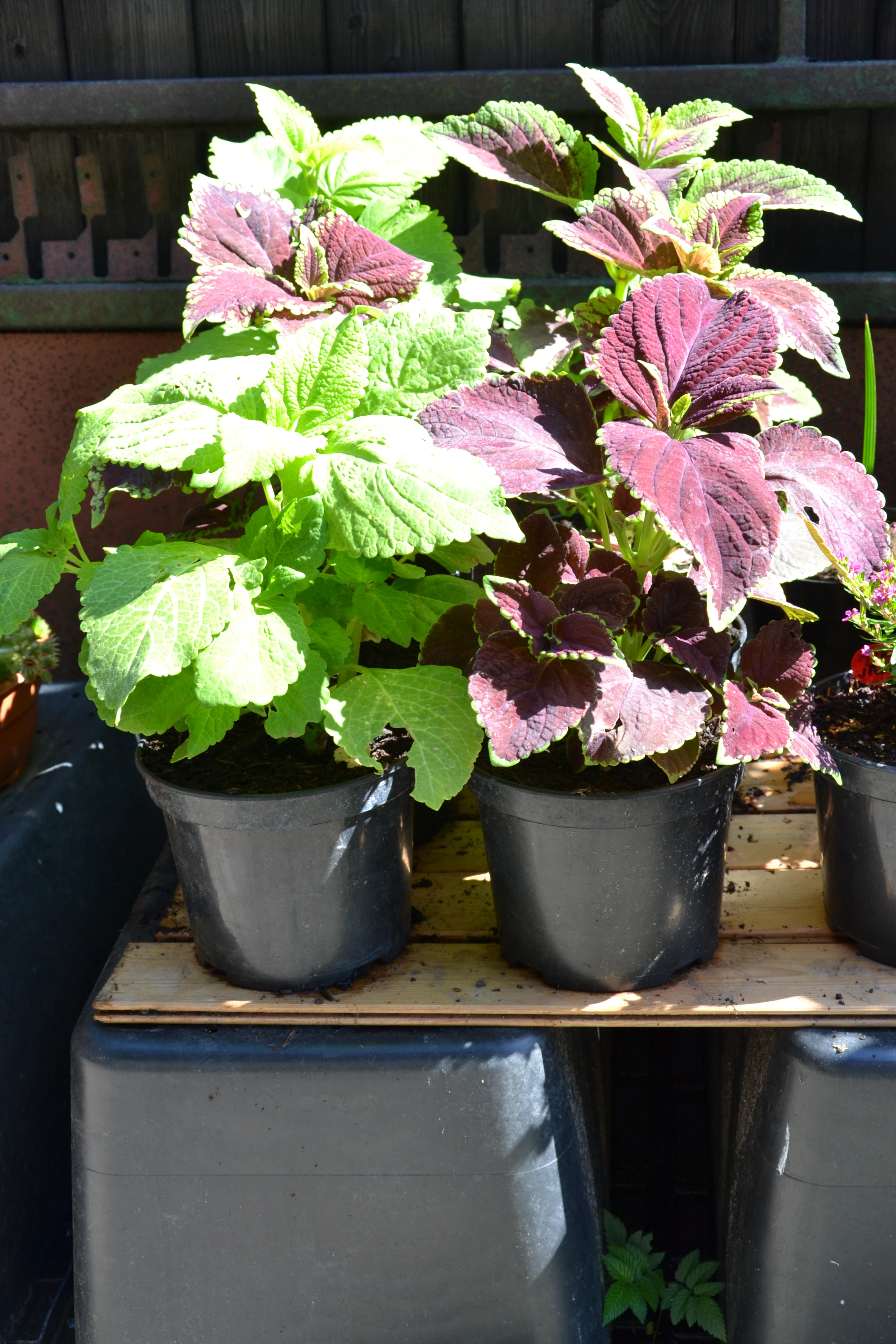 Coleus - Africká kopřiva