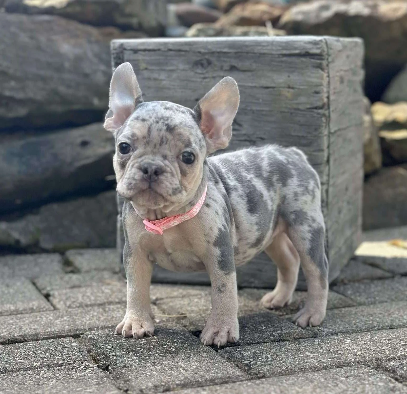 Štěňata francouzského buldoka k dispozici k adopci