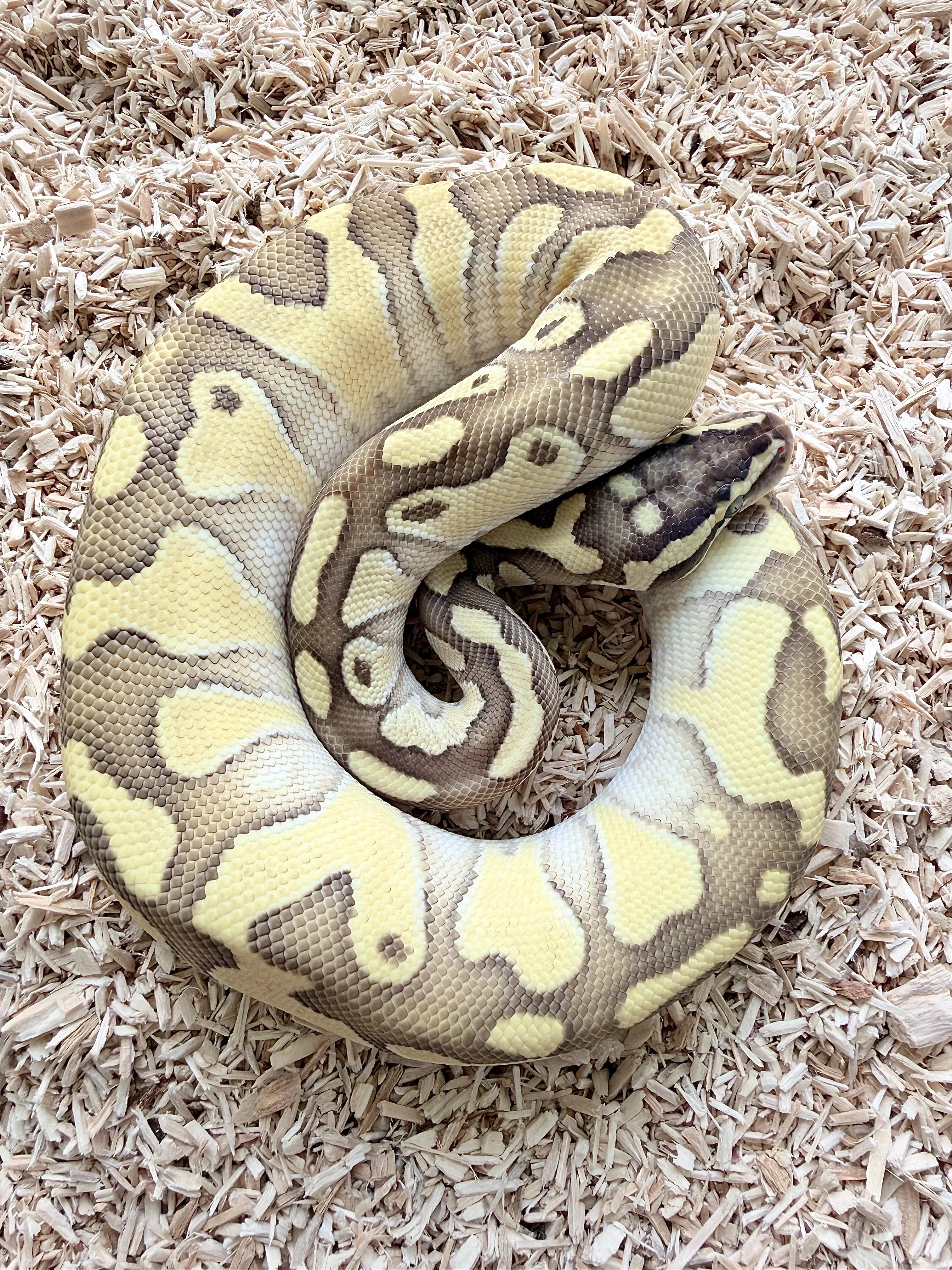 Krajta kralovska Enchi Lesser Spotnose