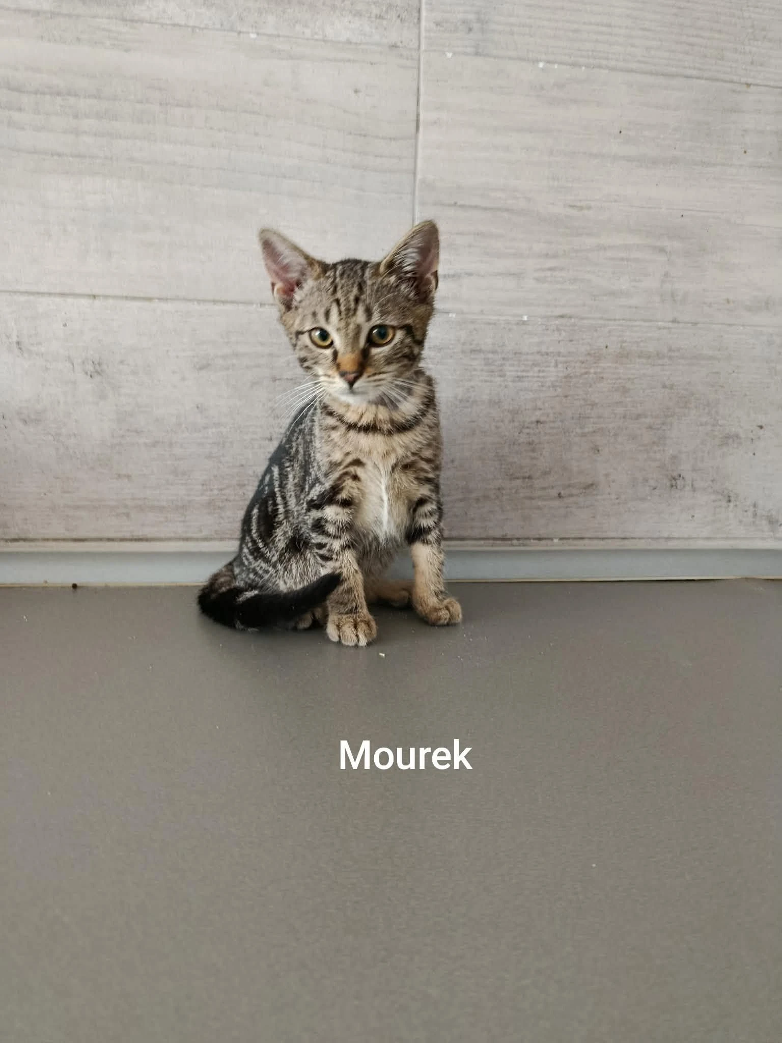 Mourek a Mína hledají domov