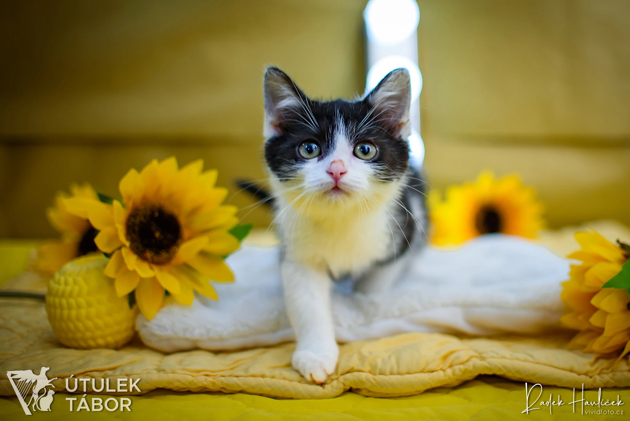 Lior k adopci