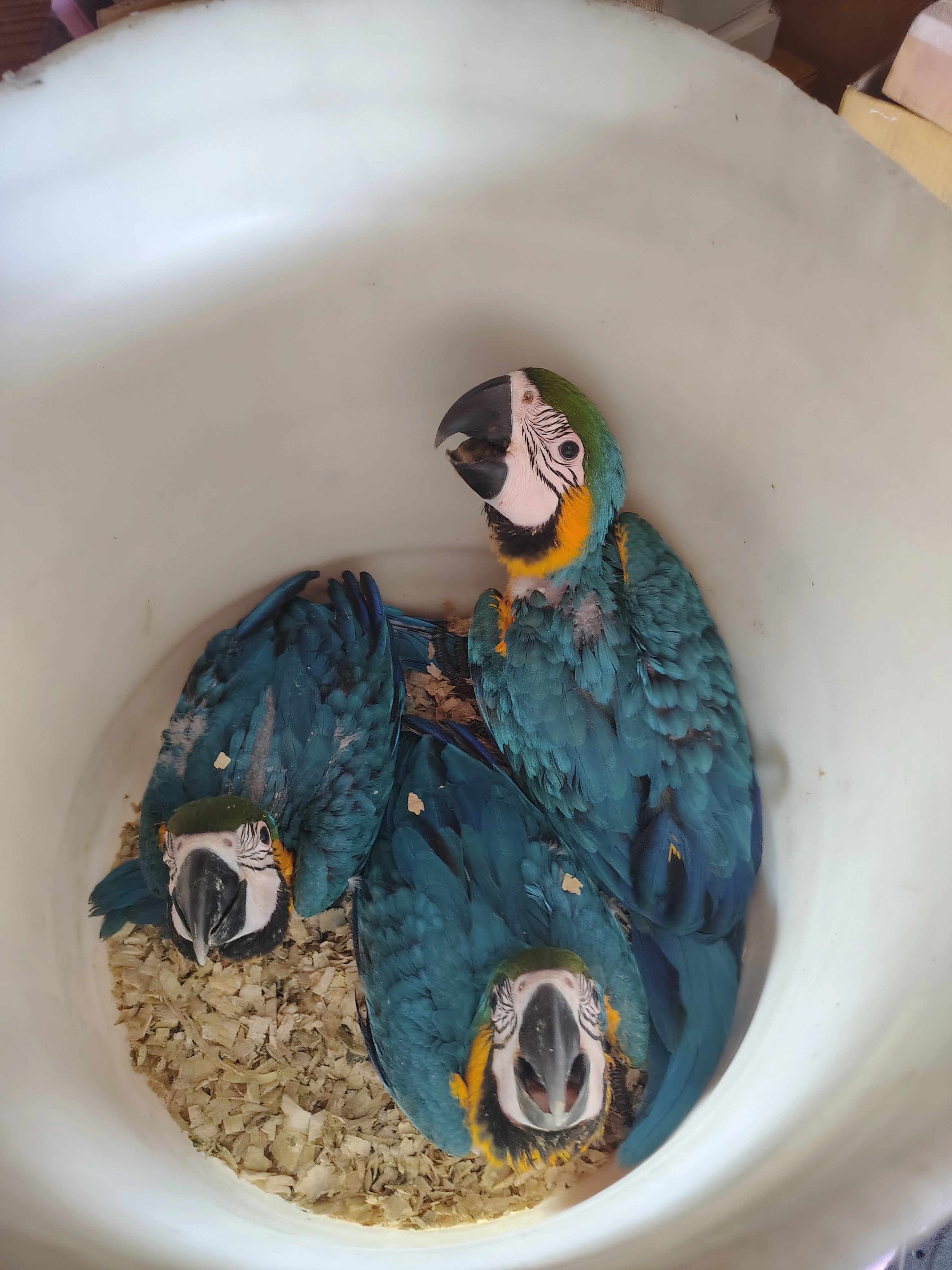 Ara Ararauna