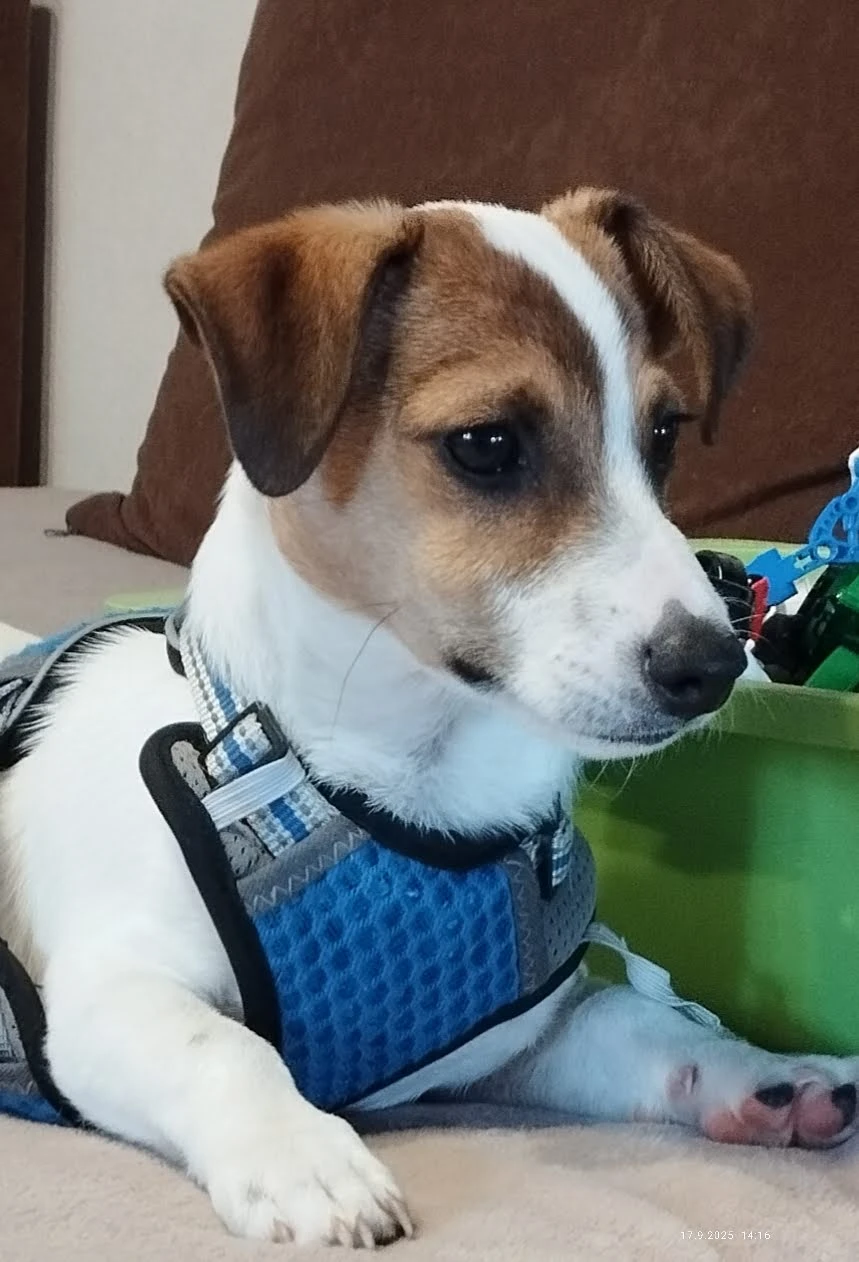 Jack Russell teriér bez PP