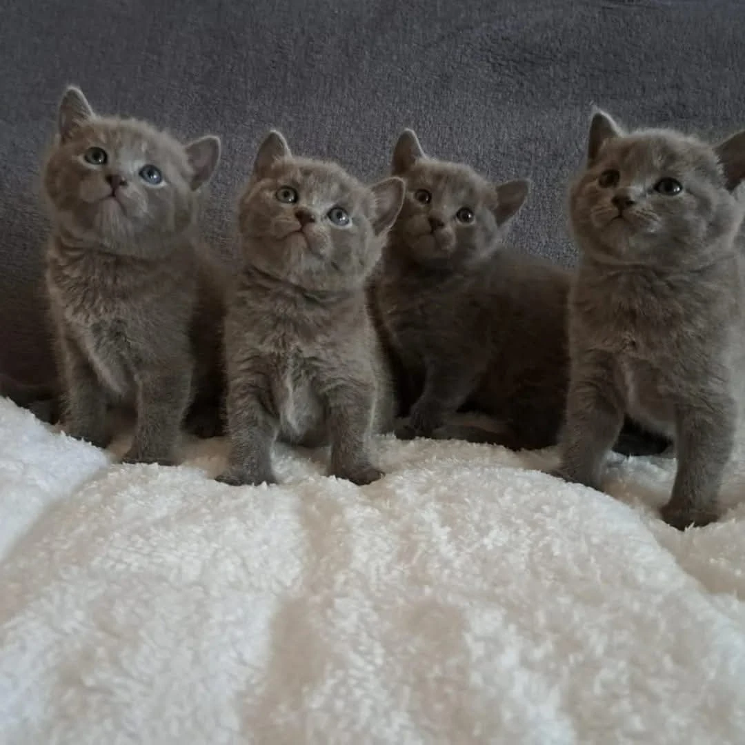 Exkluzivní koťátka Chartreux s průkazem původu (PP)