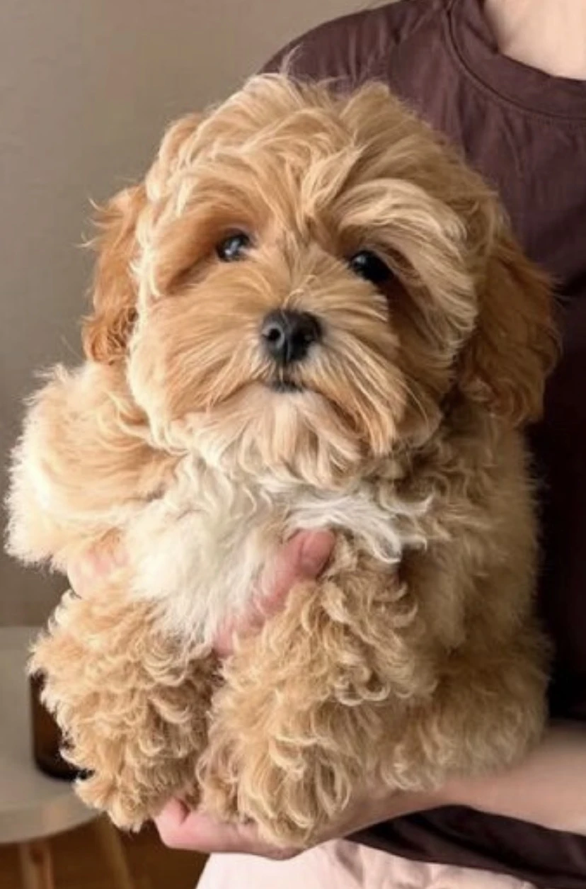 Nádherná holčička Maltipoo hledá svůj milující domov