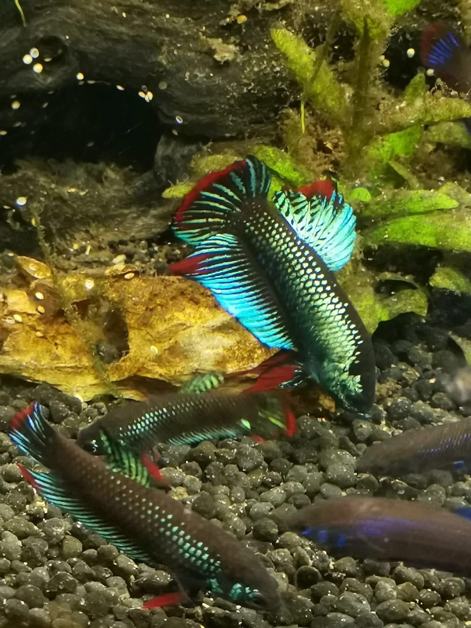 Bojovnice Nebojovná (Betta Imbellis blue red tail)