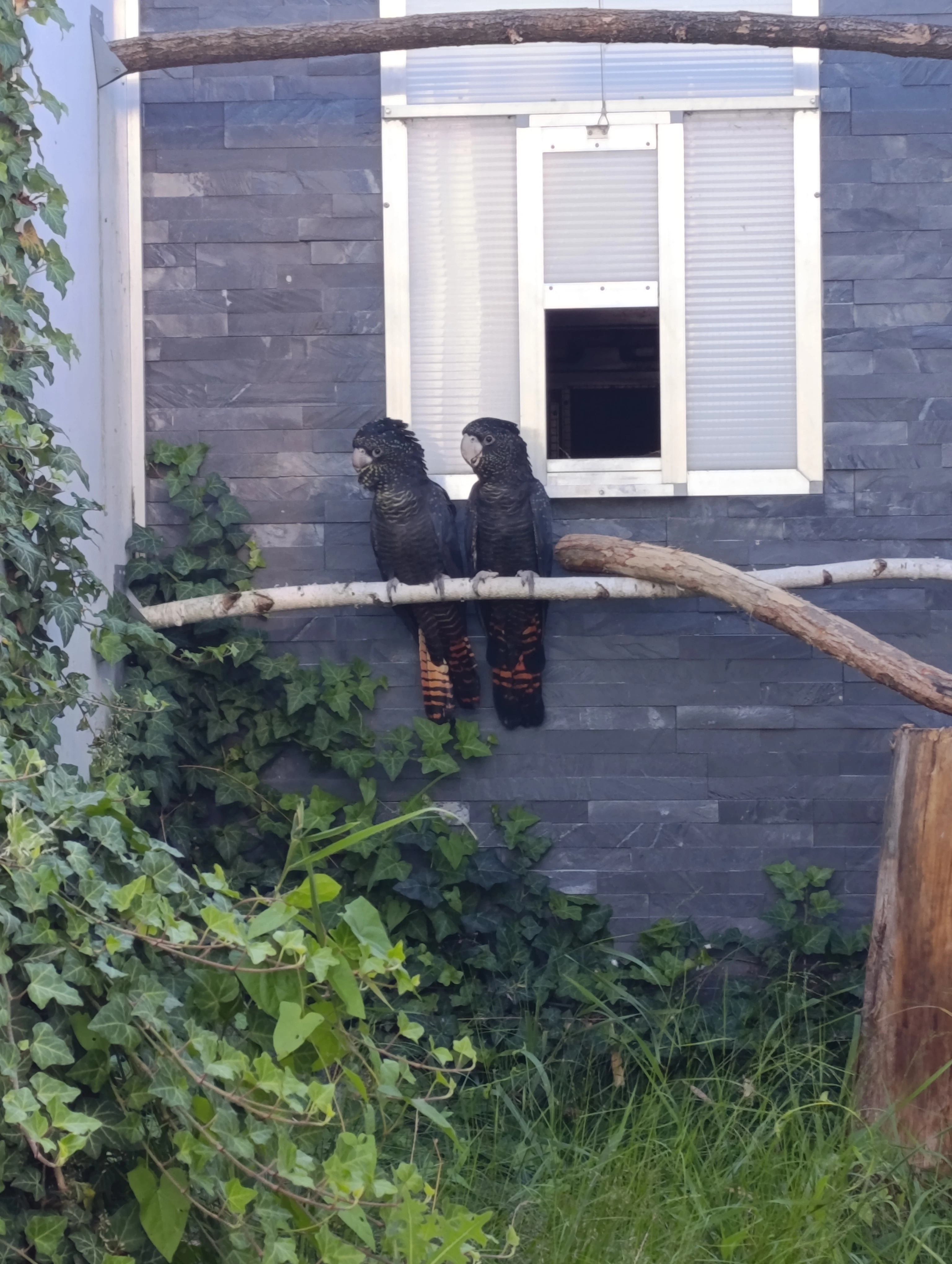 Kakadu havraní Calyptorhynchus banksii banksii