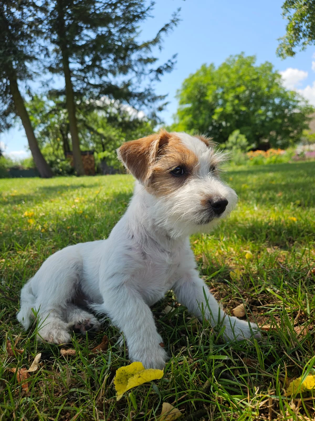 Jack Russell Terier s PP 4,5 měsíční fenka