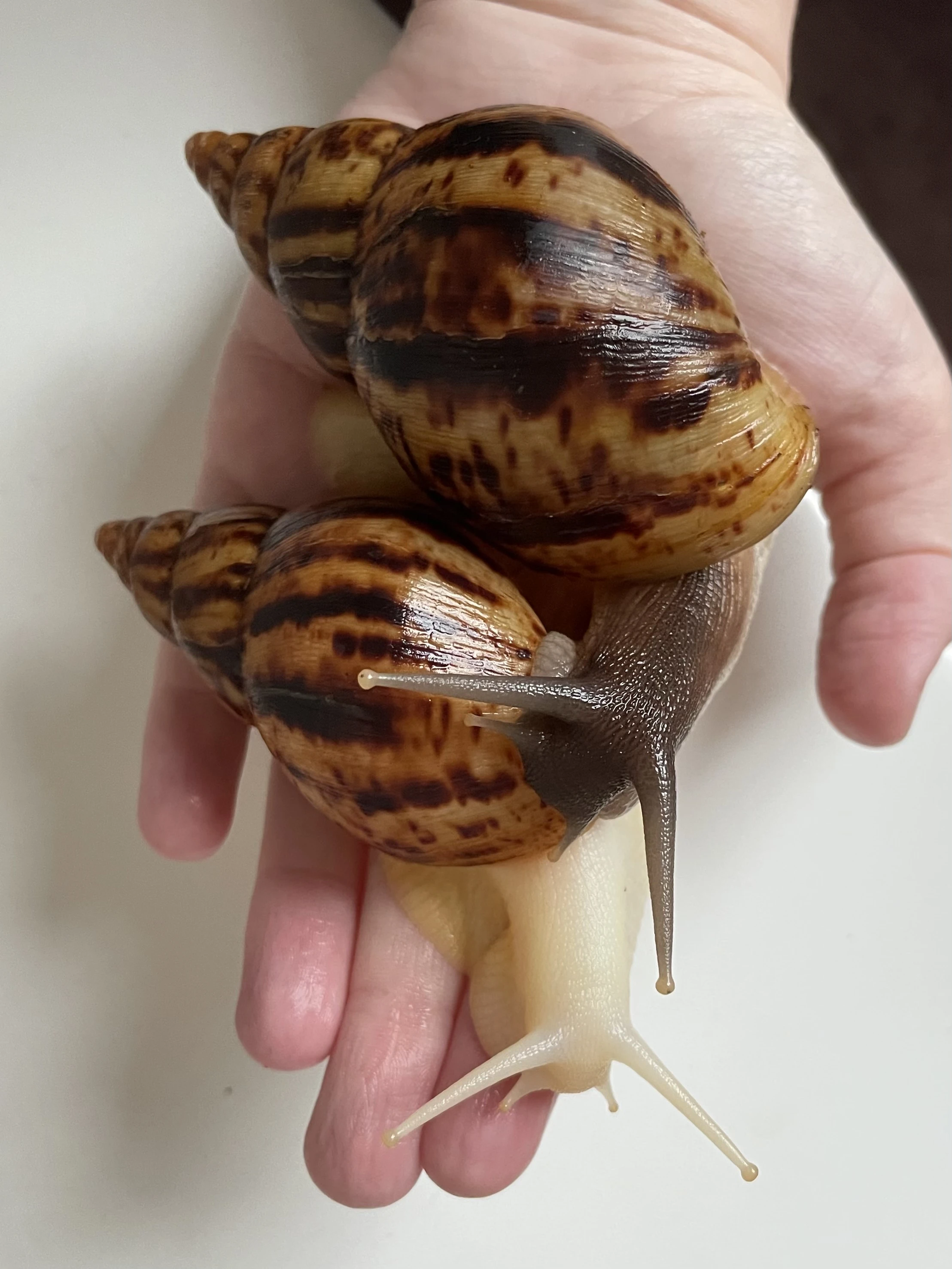 Lissachatina reticulata classic a albino body