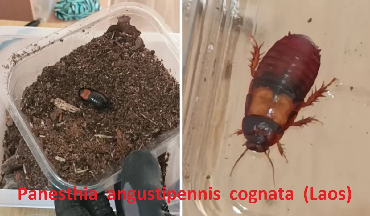 Okrasné druhy švábů a stínky (nabídku průběžně rozšiřuji)