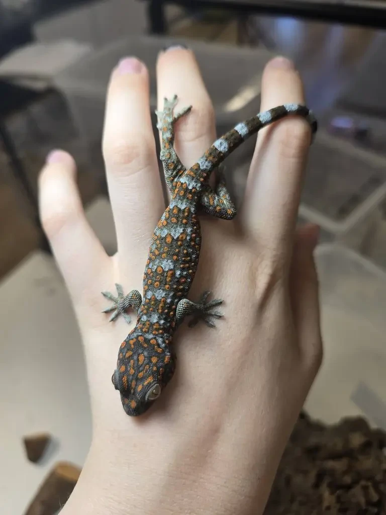 Gekko gecko