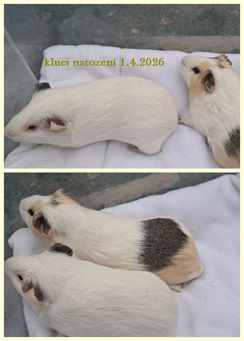 Morčecí kluci k odběru