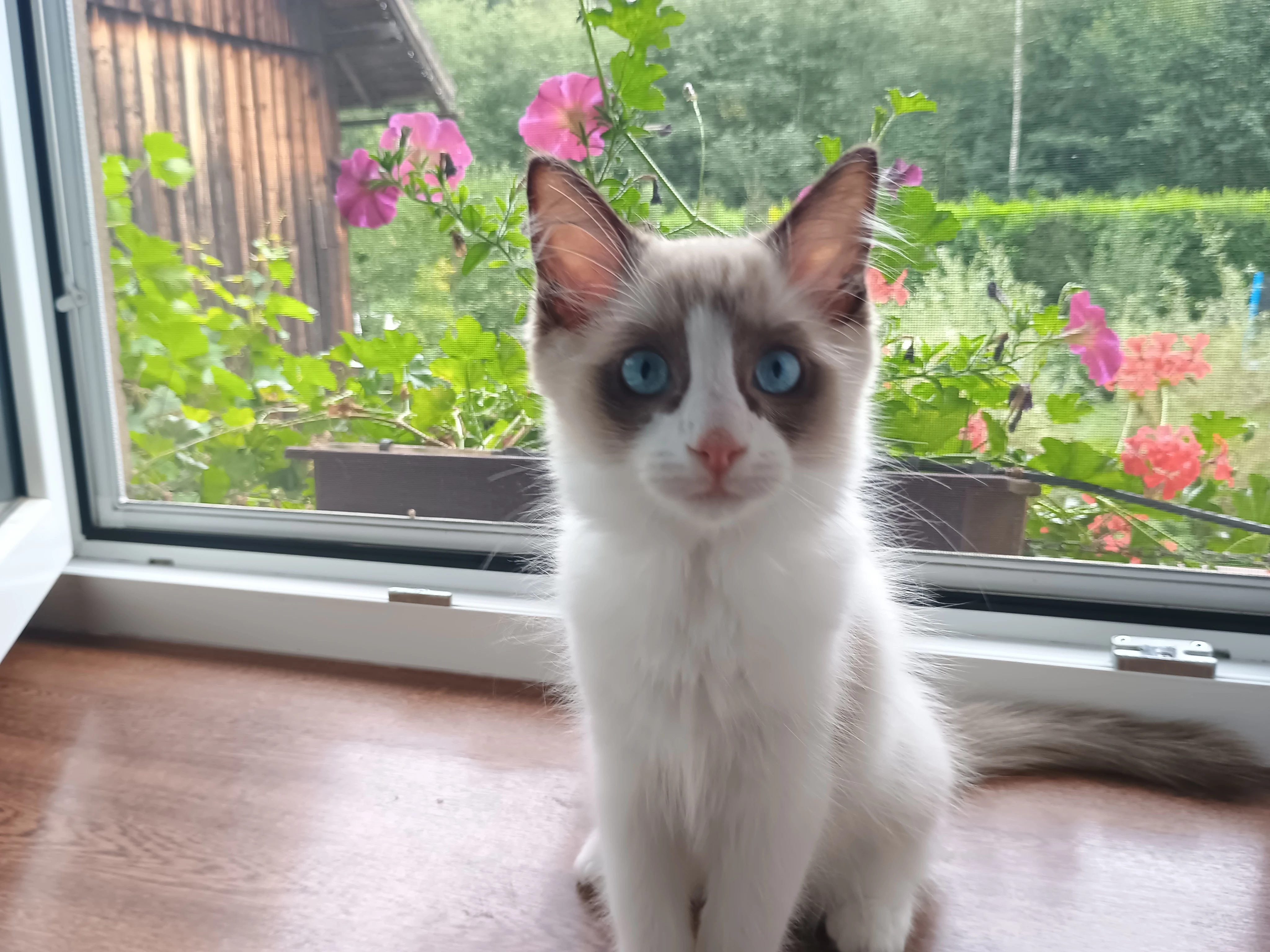 Ragdoll koťátka bez PP