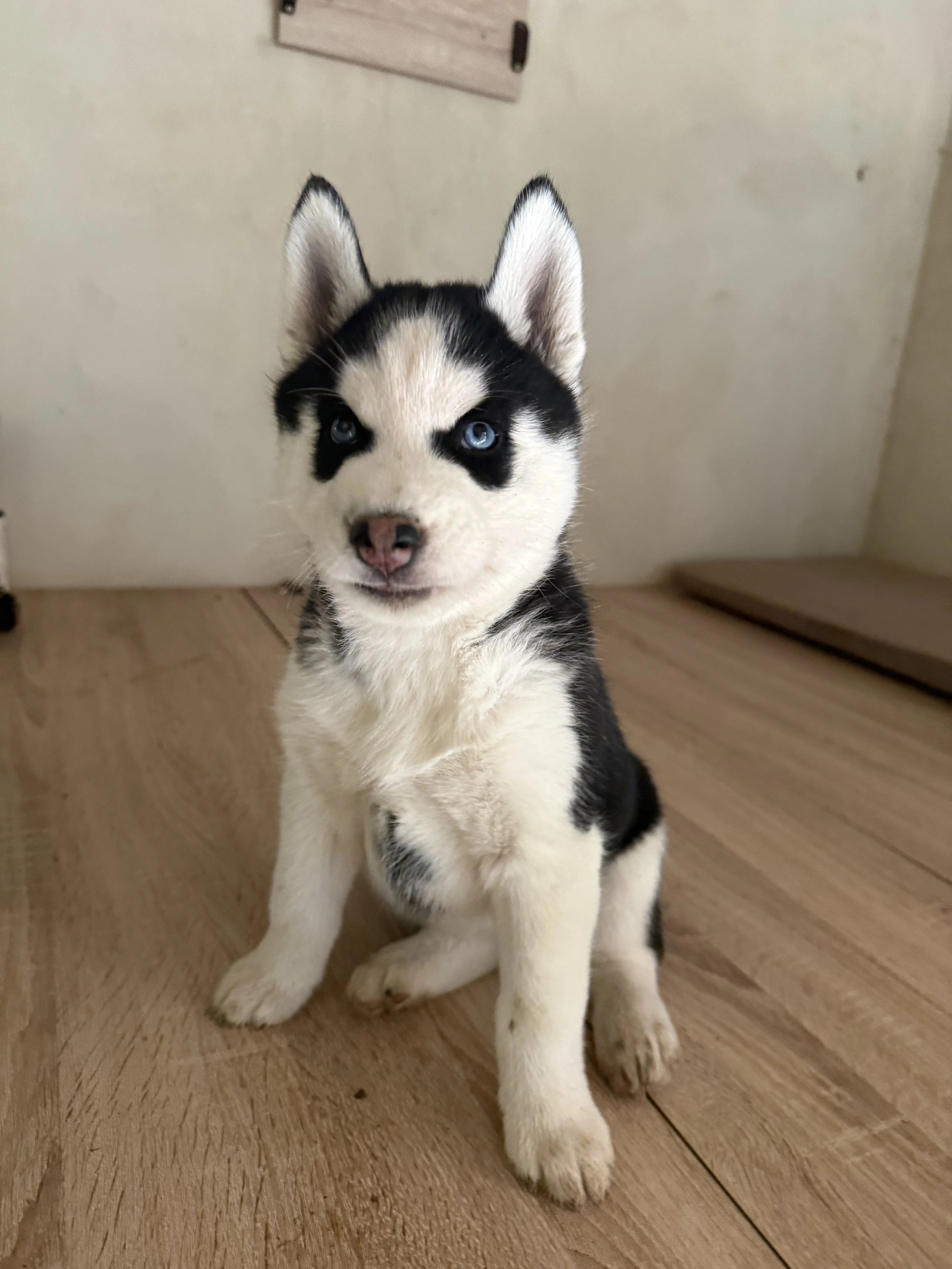Sibiřský Husky