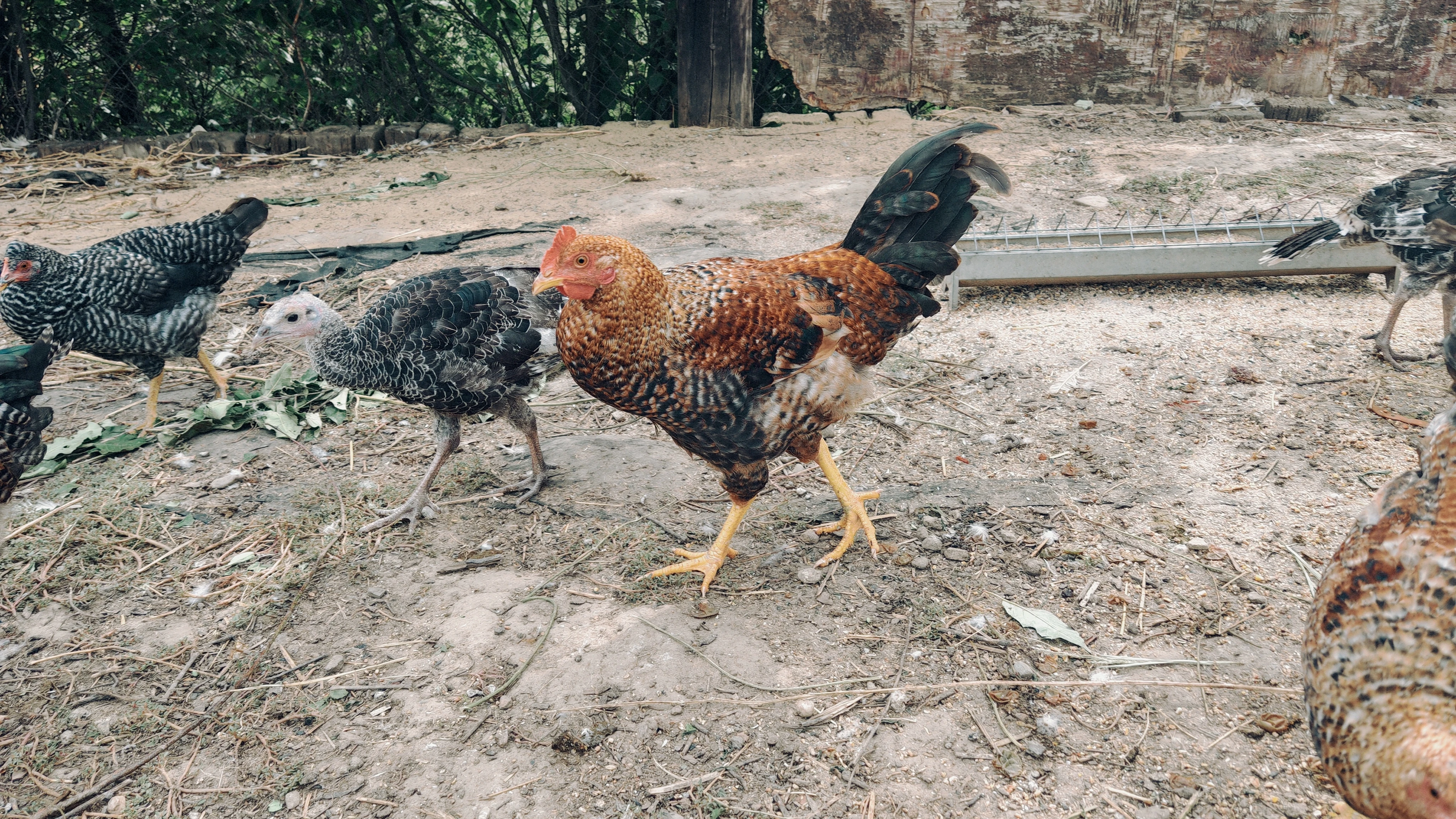 Mladí kohouti cream legbar/marans