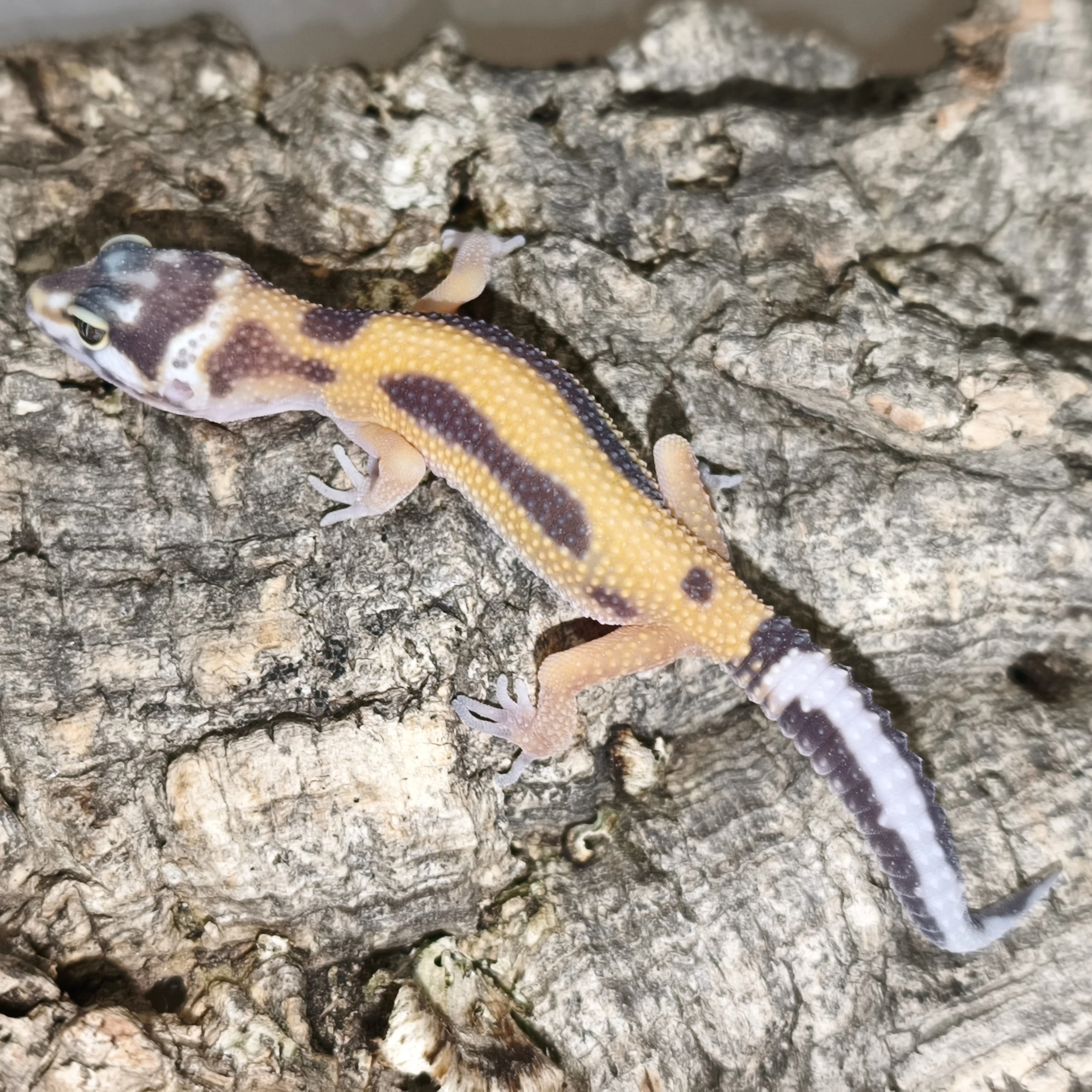 Gekončík noční - Ostrava Fauna trhy - 30.8.
