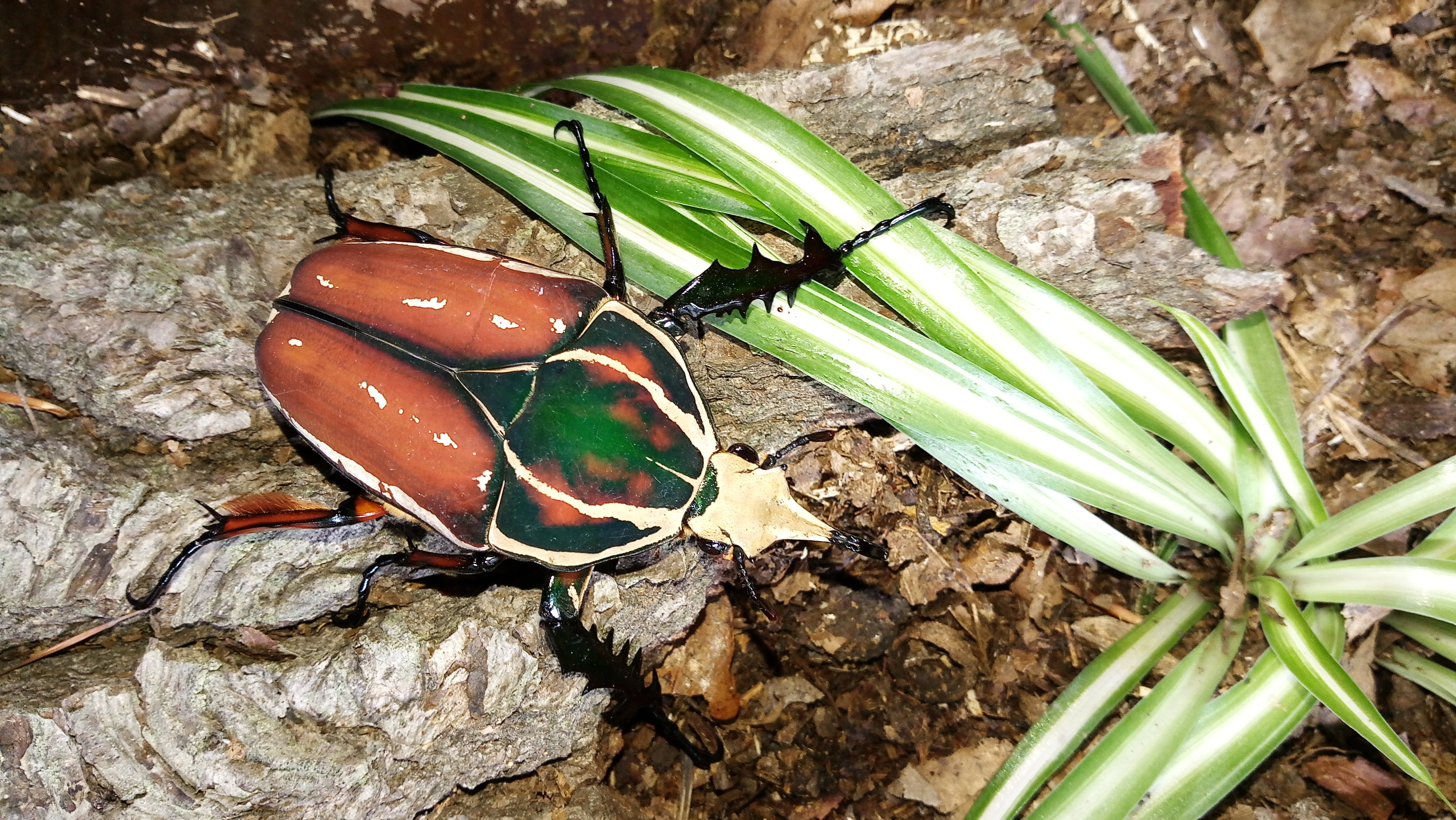 Mecynorrhina torquata ugandensis